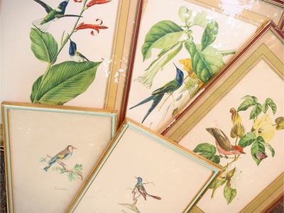 Raccolta di incisioni con volatili e fiori, in cornice (XIX/XX secolo)