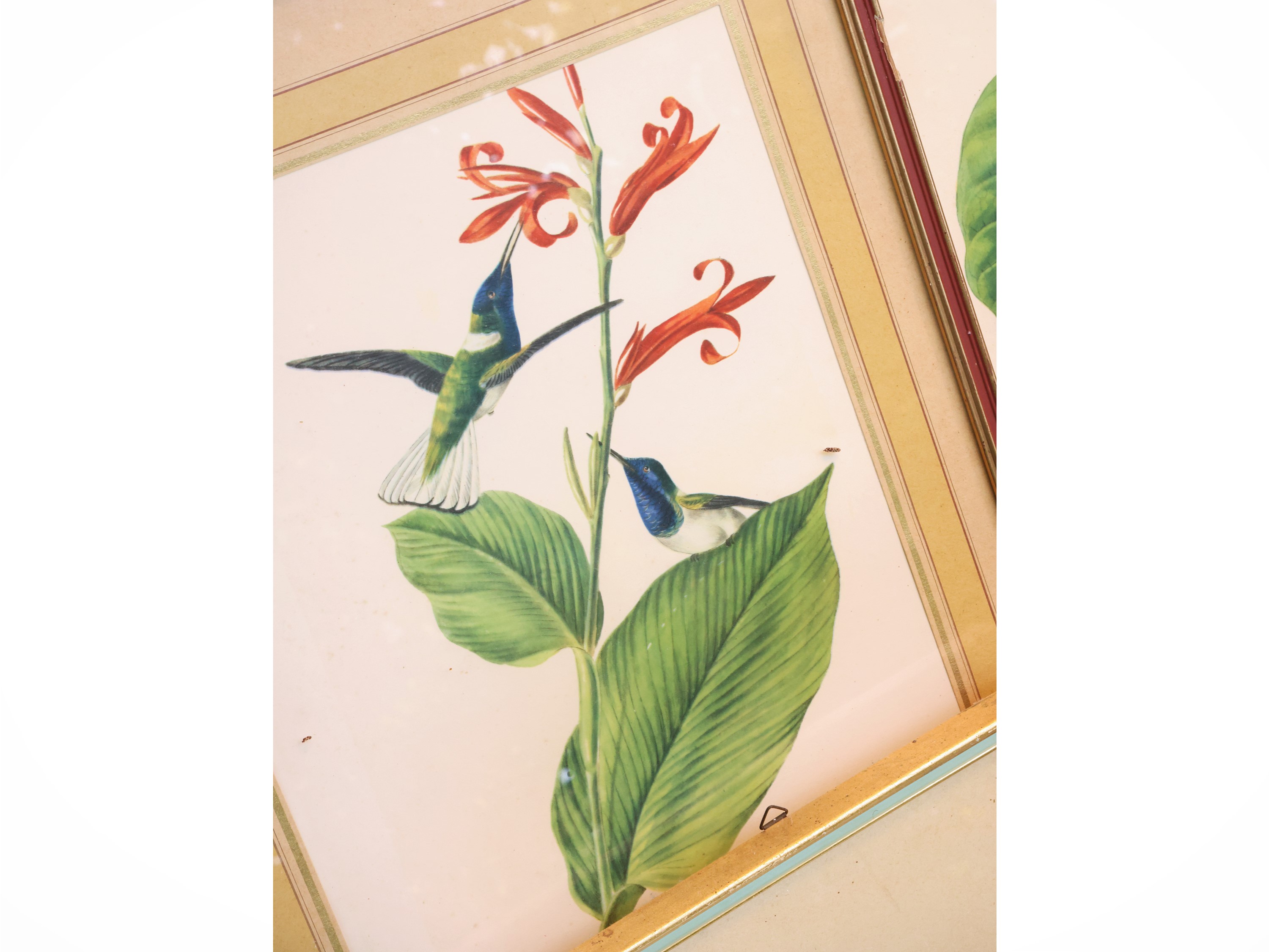 Raccolta di incisioni con volatili e fiori, in cornice (XIX/XX secolo)