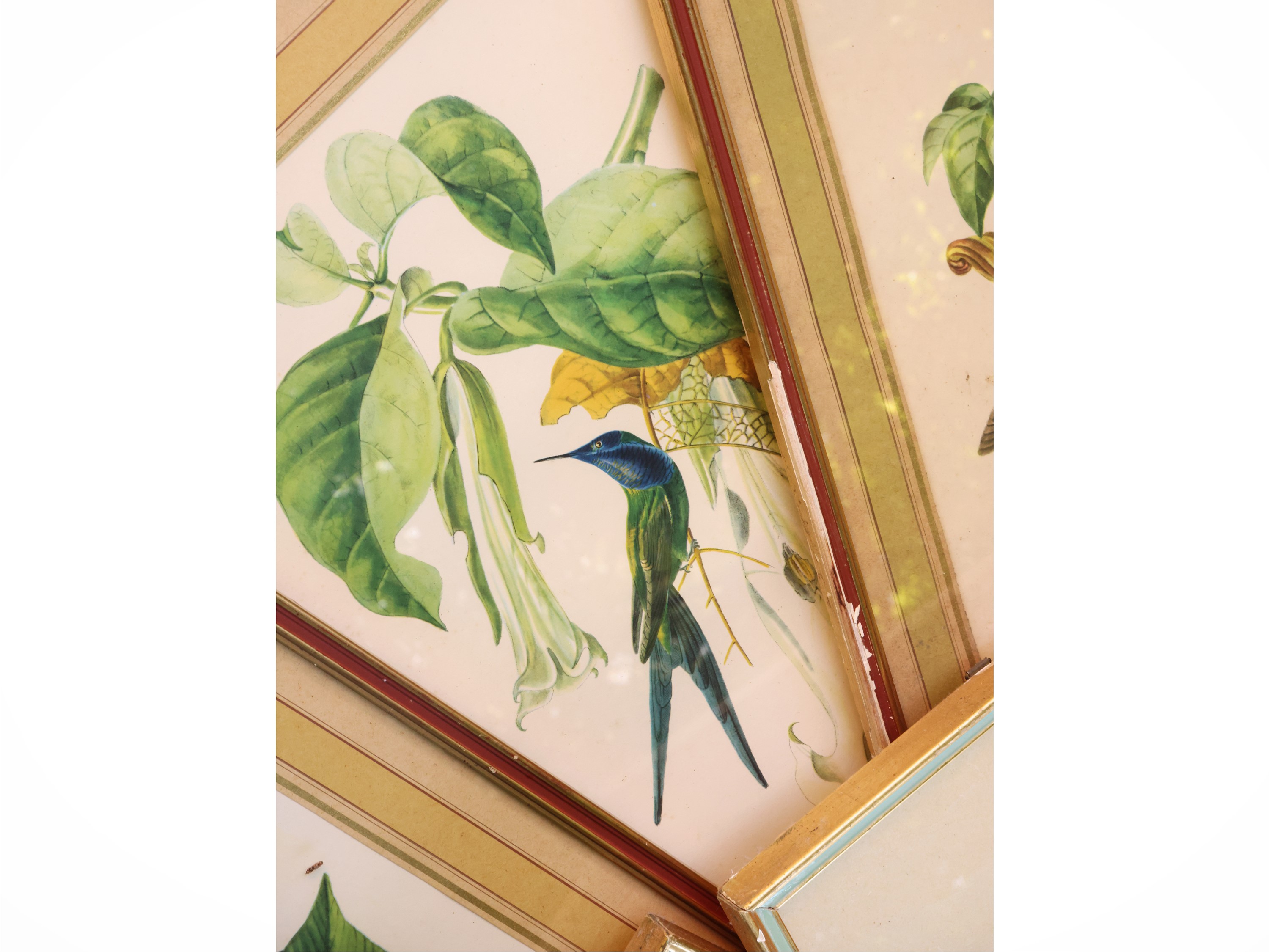 Raccolta di incisioni con volatili e fiori, in cornice (XIX/XX secolo)
