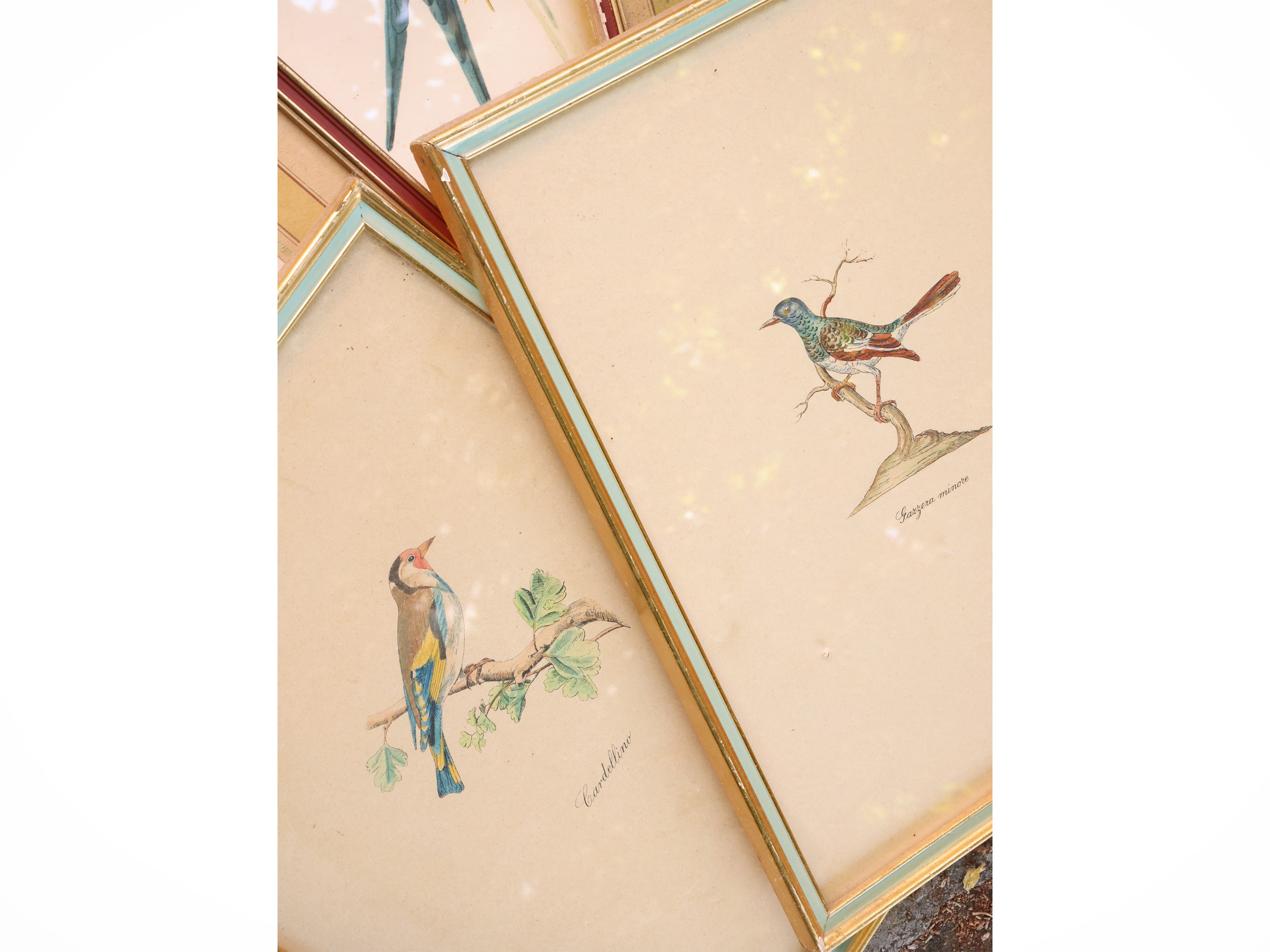 Raccolta di incisioni con volatili e fiori, in cornice (XIX/XX secolo)