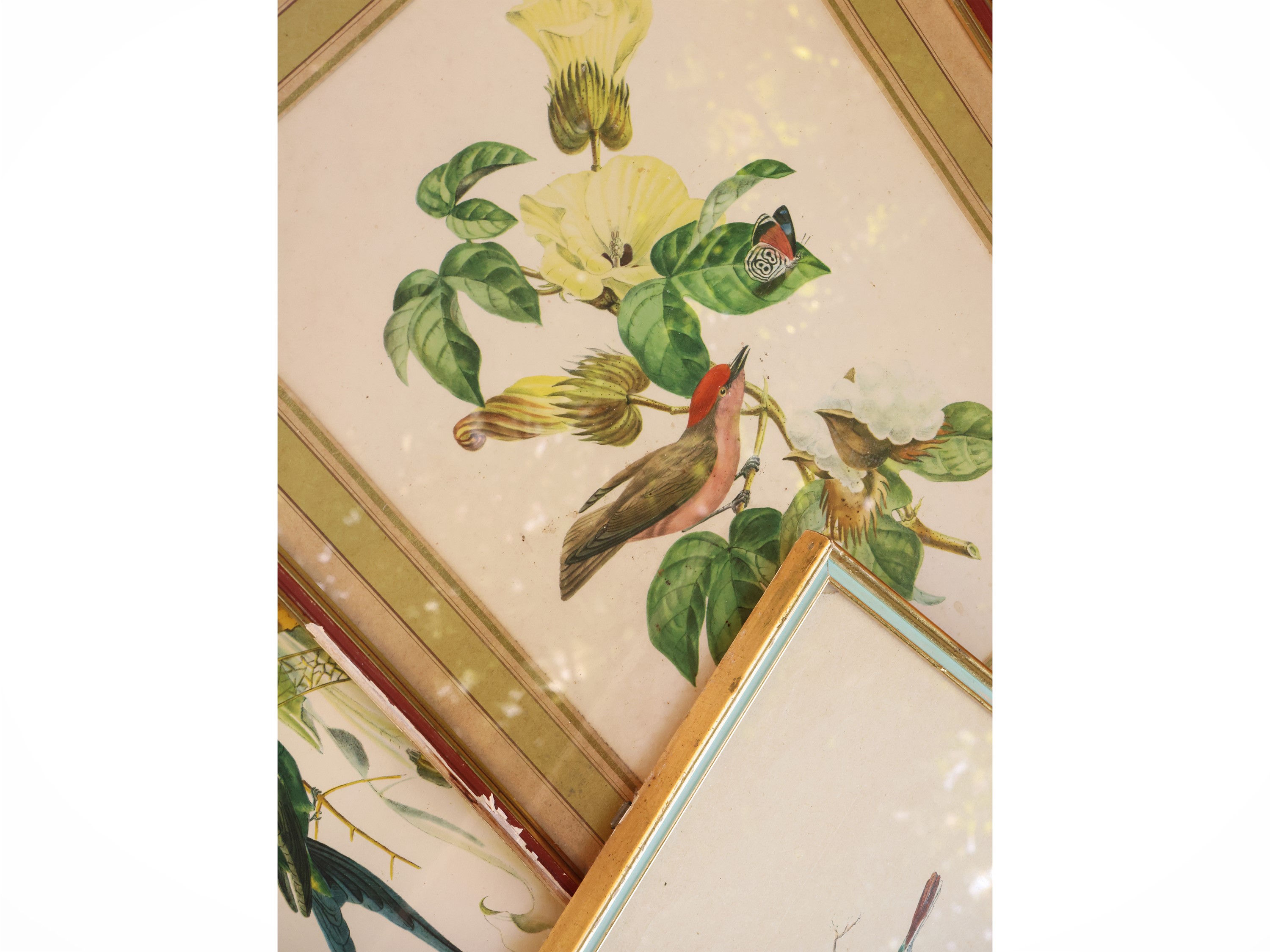 Raccolta di incisioni con volatili e fiori, in cornice (XIX/XX secolo)