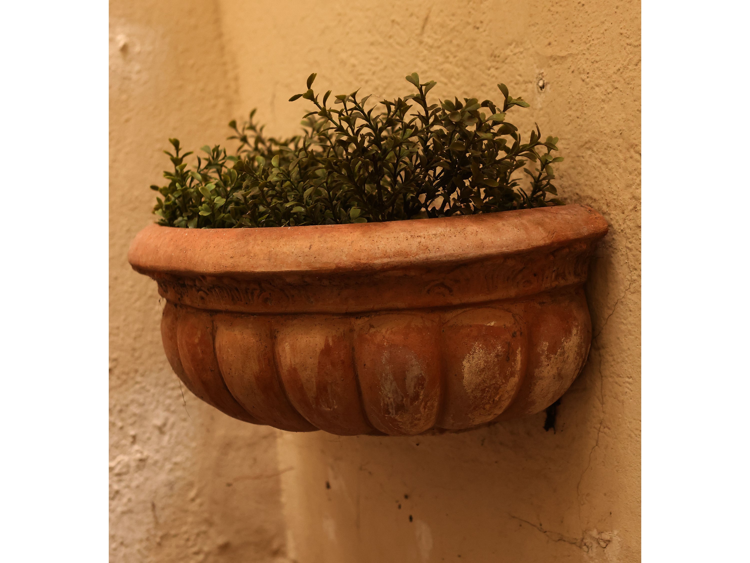 Coppia di vasi pensili a conchiglia in terracotta di Galestro, h cm 18x44x23