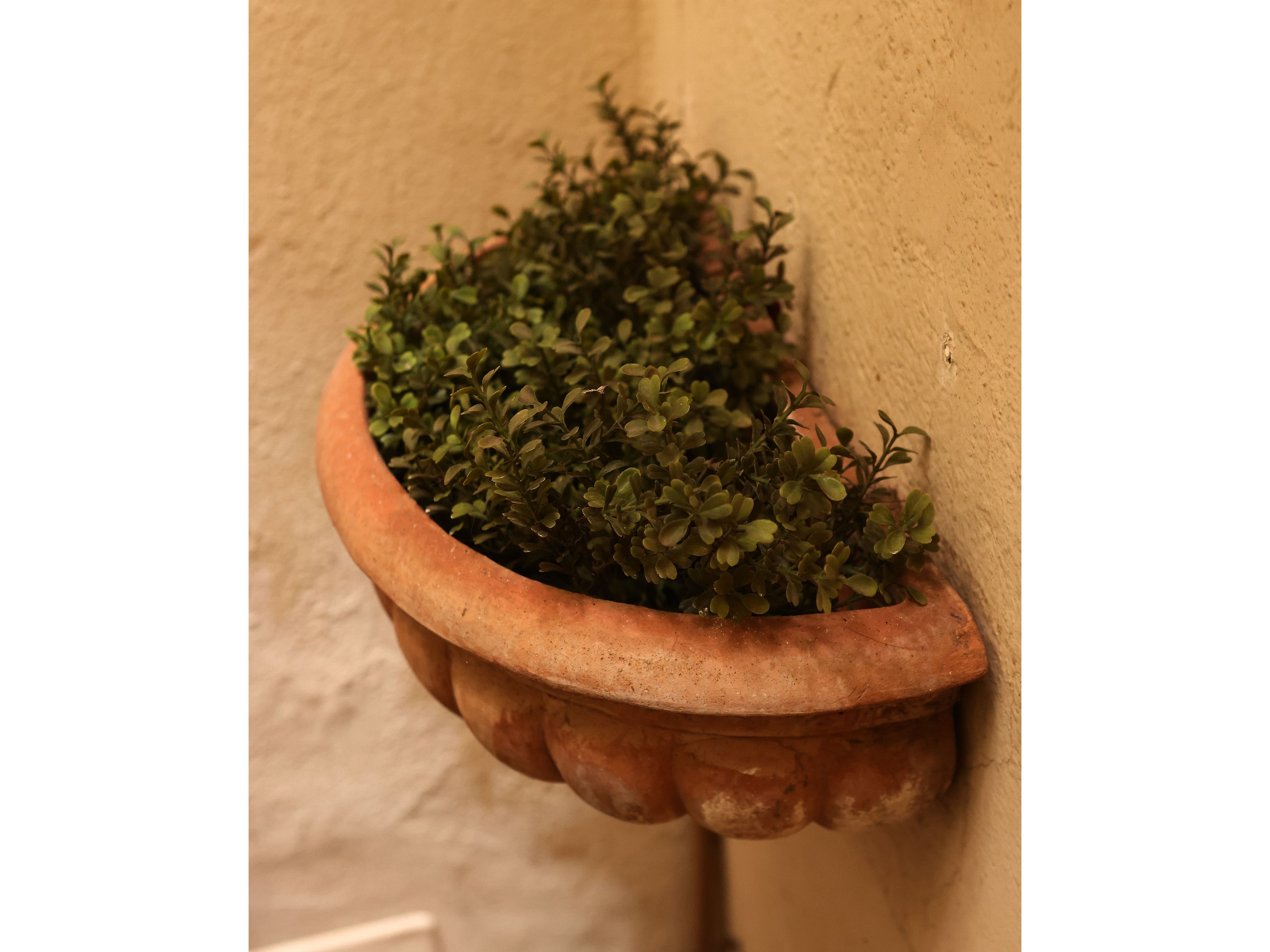 Coppia di vasi pensili a conchiglia in terracotta di Galestro, h cm 18x44x23