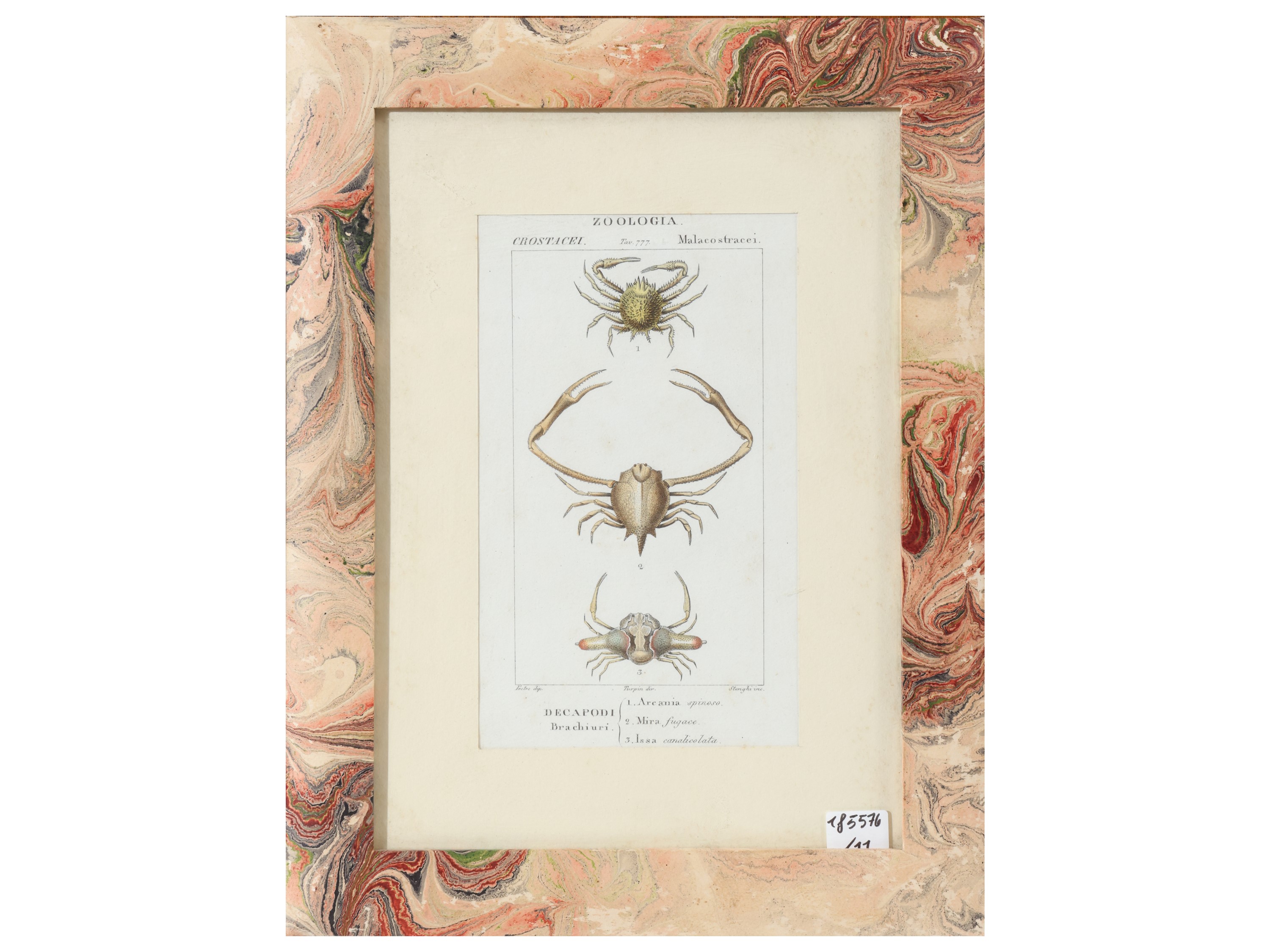Jean Gabriel Pretre, Tavole zoologiche (raccolta di riproduzioni) in cornice