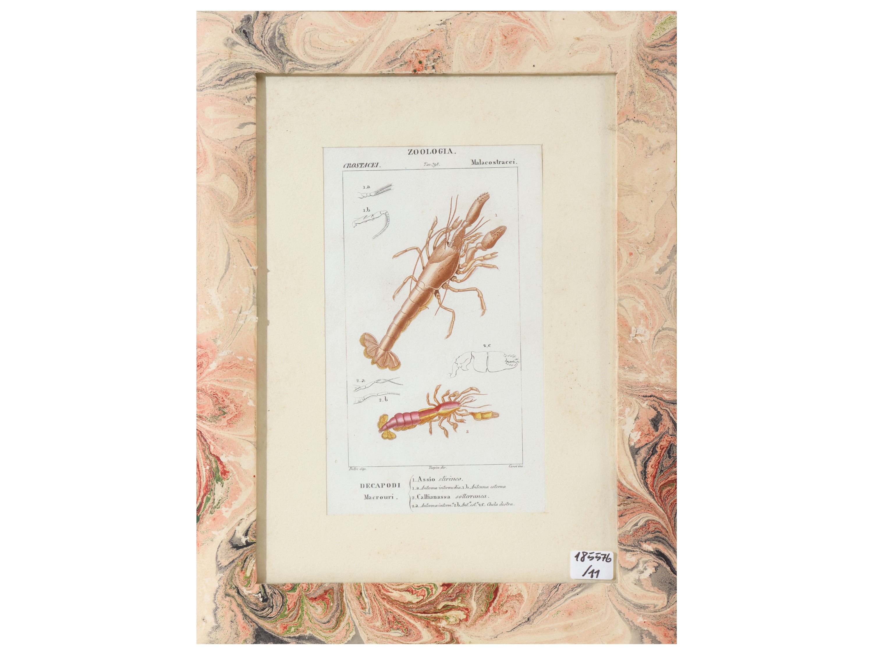 Jean Gabriel Pretre, Tavole zoologiche (raccolta di riproduzioni) in cornice