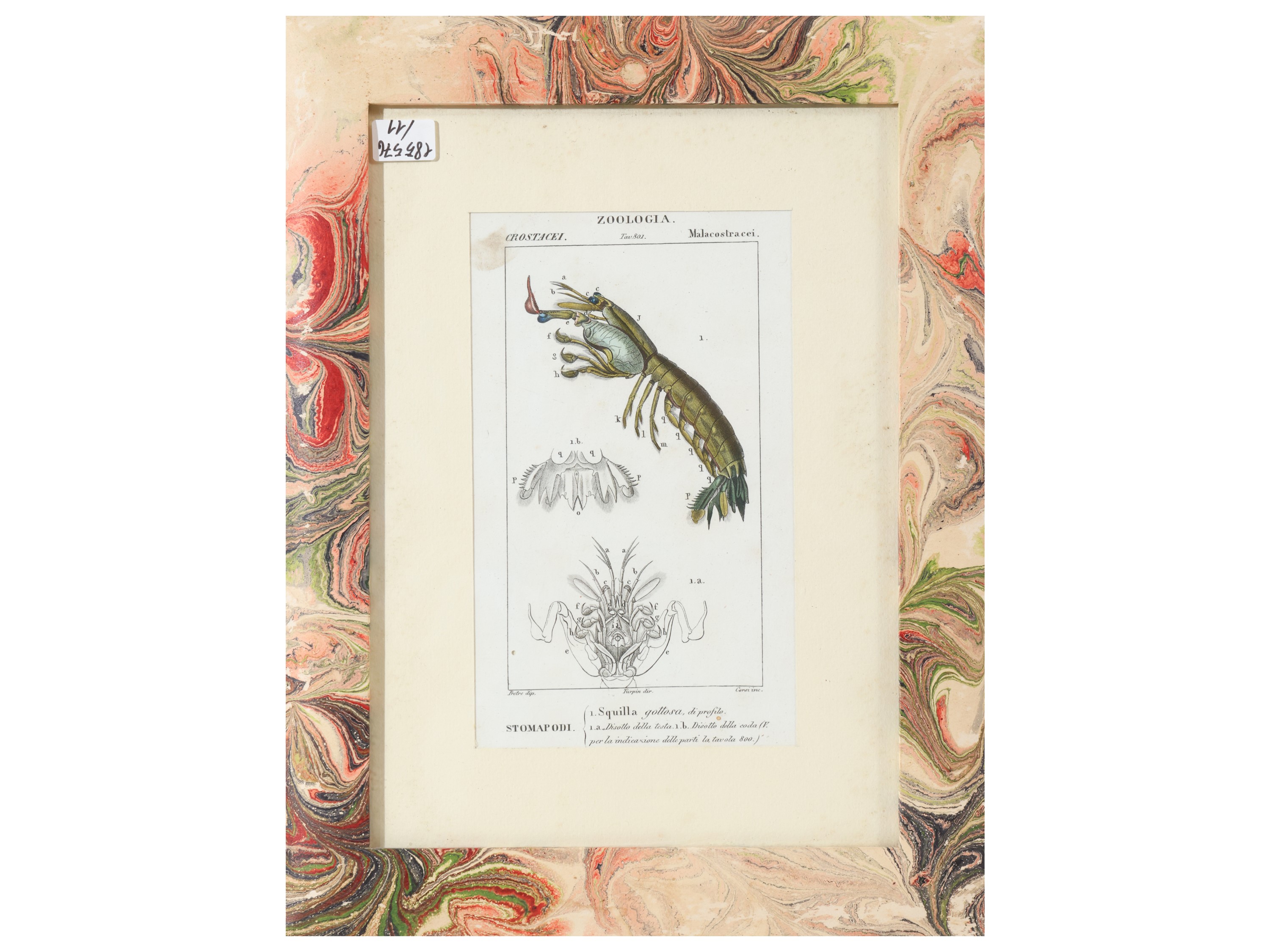 Jean Gabriel Pretre, Tavole zoologiche (raccolta di riproduzioni) in cornice