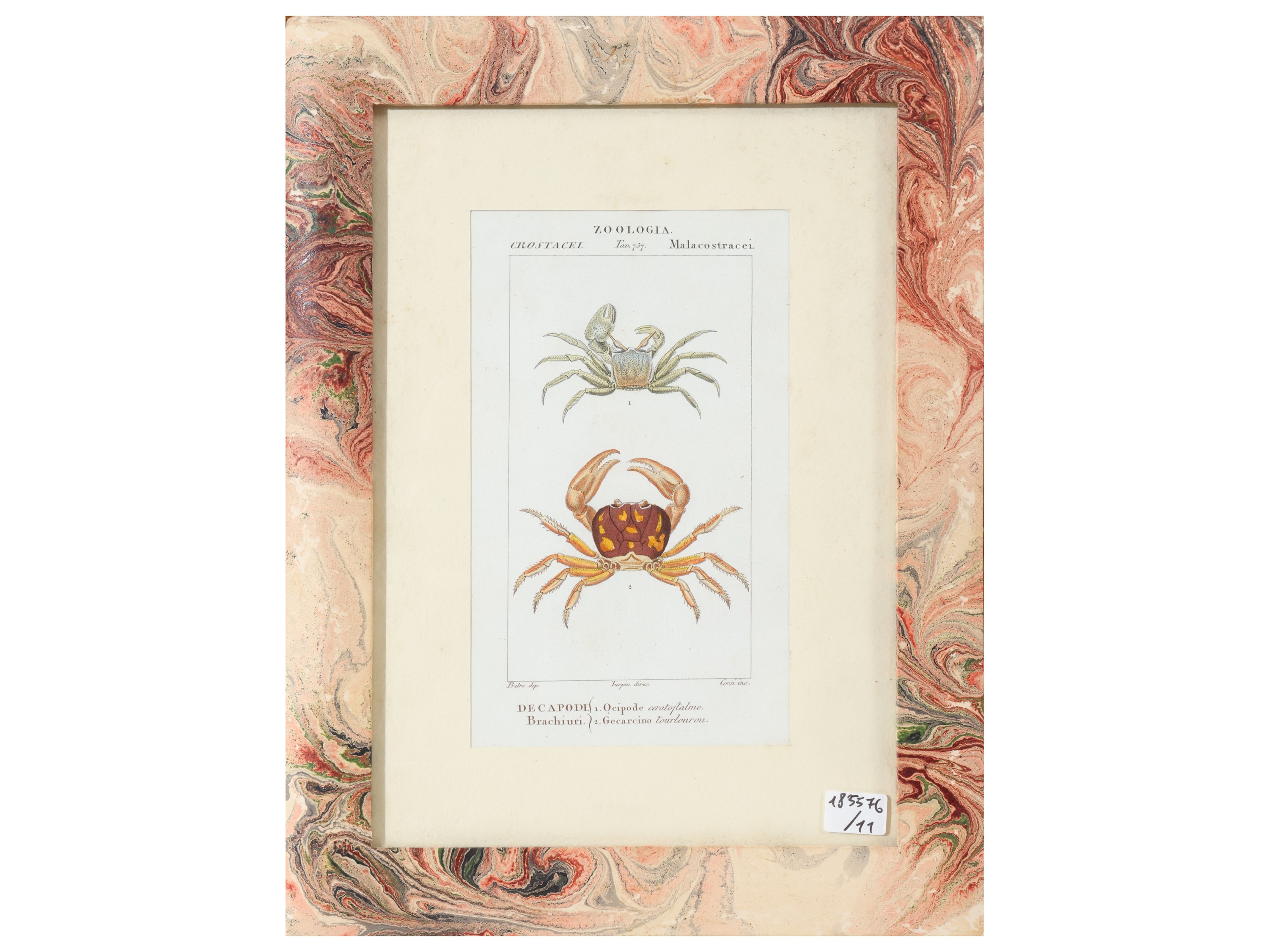Jean Gabriel Pretre, Tavole zoologiche (raccolta di riproduzioni) in cornice