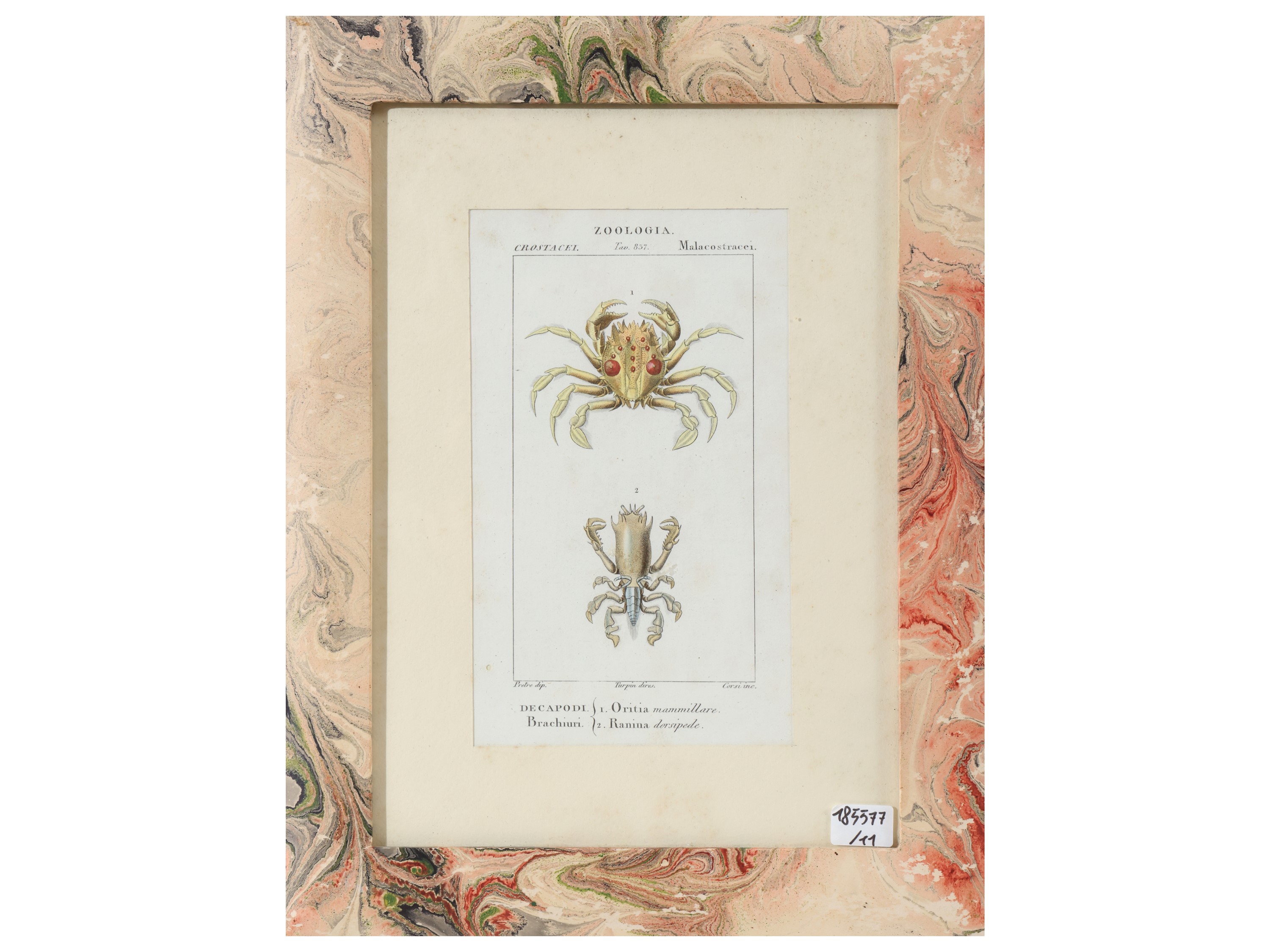 Jean Gabriel Pretre, Tavole zoologiche (riproduzioni da Dizionario di scienze naturali, Firenze 1...