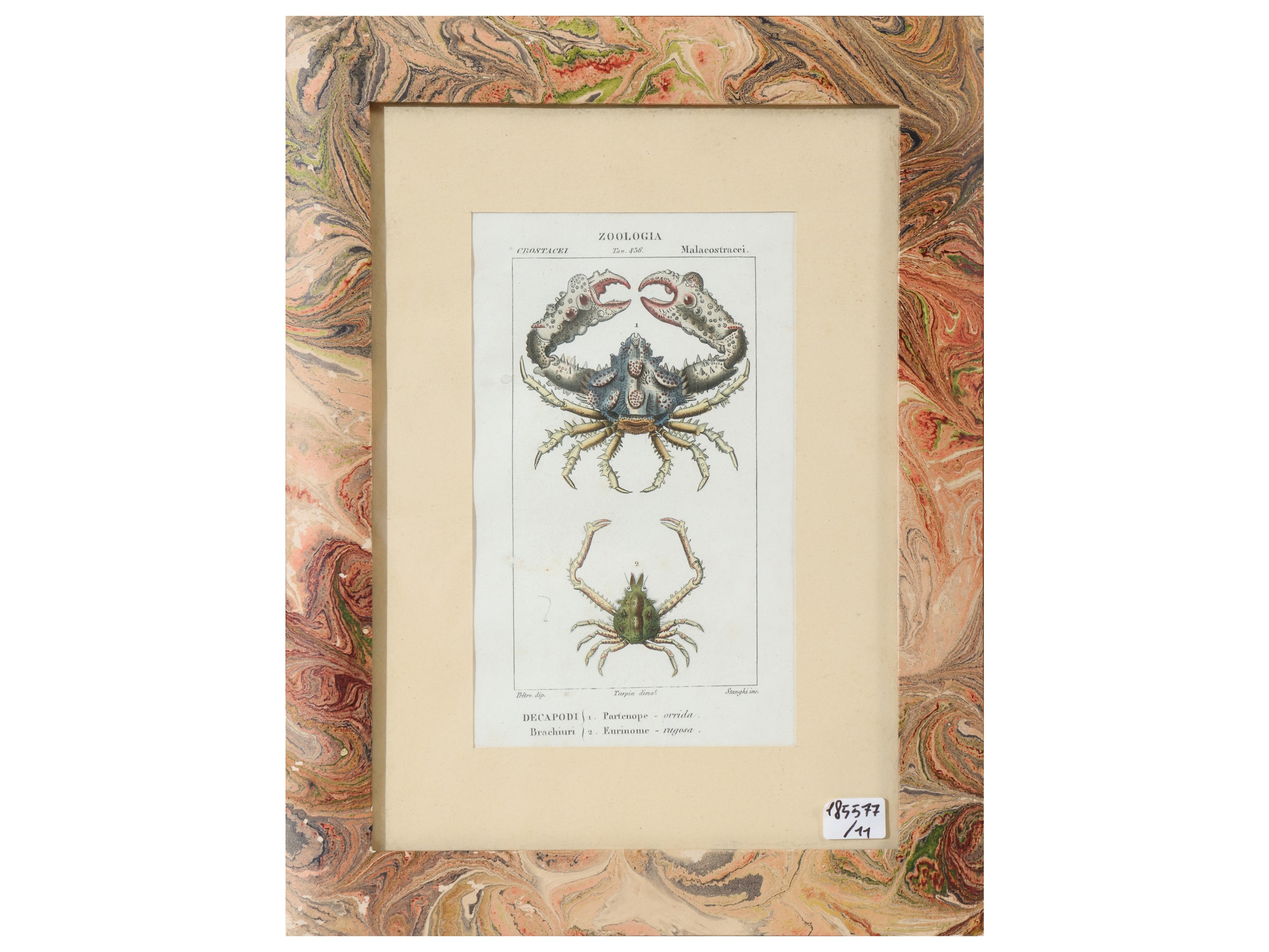 Jean Gabriel Pretre, Tavole zoologiche (riproduzioni da Dizionario di scienze naturali, Firenze 1...