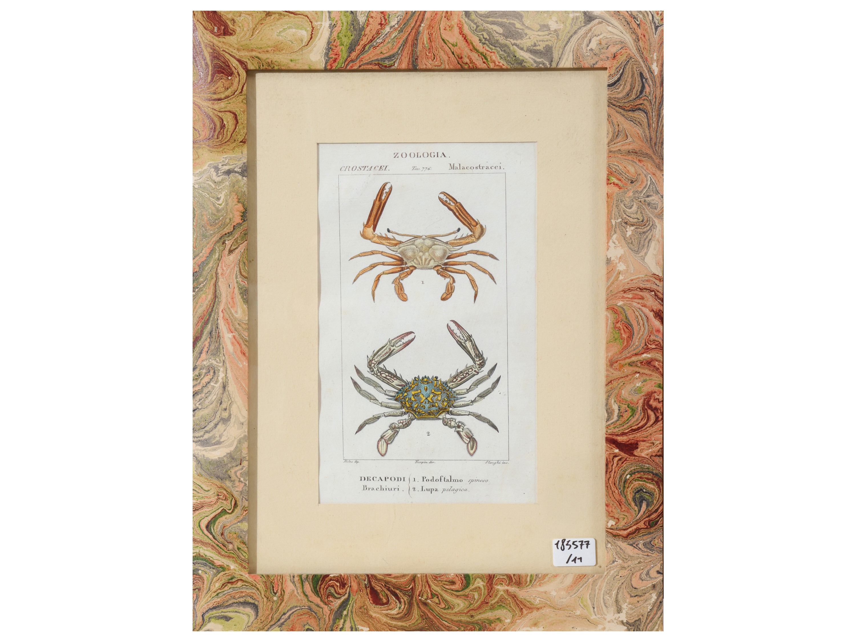Jean Gabriel Pretre, Tavole zoologiche (riproduzioni da Dizionario di scienze naturali, Firenze 1...