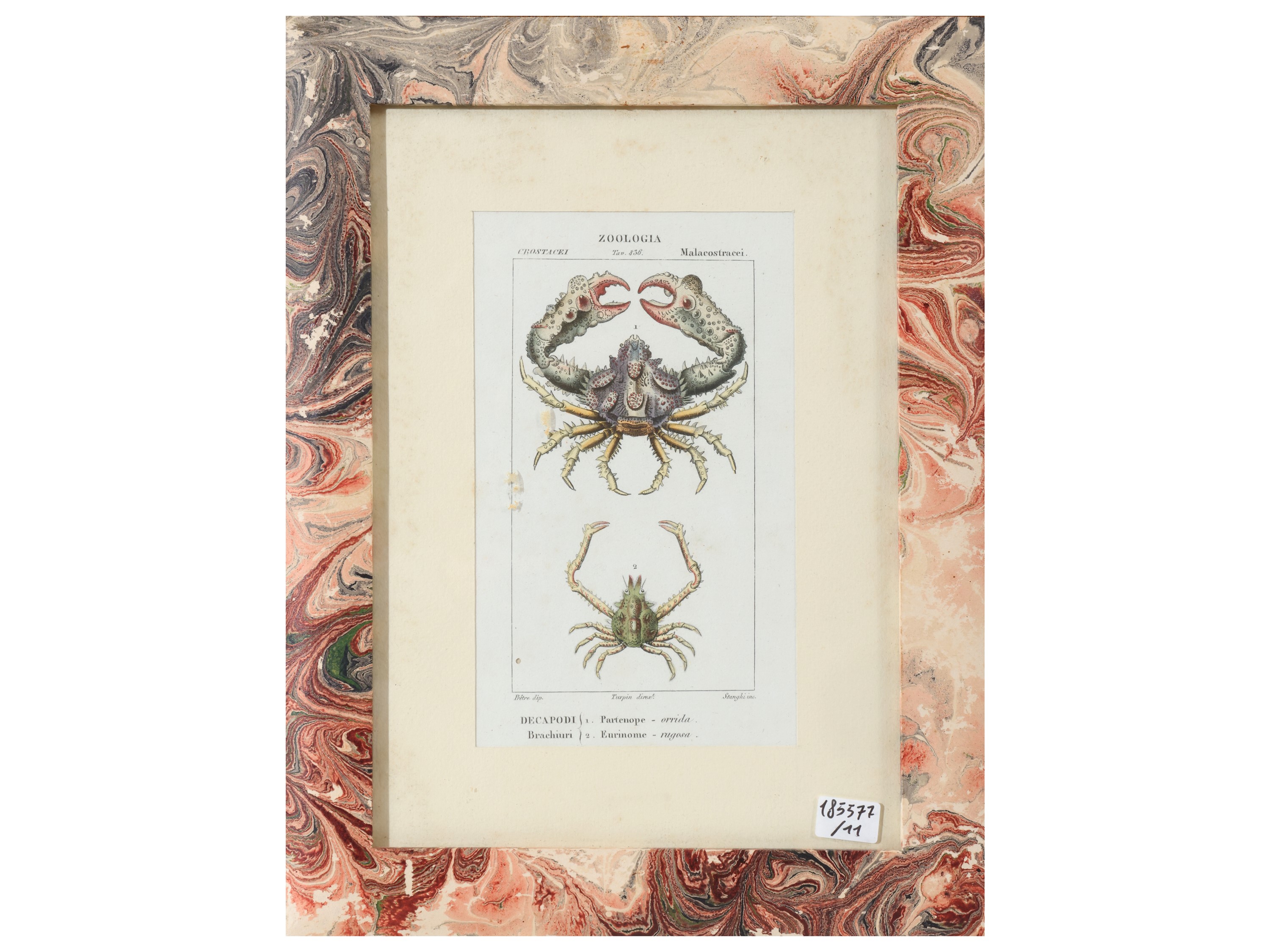 Jean Gabriel Pretre, Tavole zoologiche (riproduzioni da Dizionario di scienze naturali, Firenze 1...