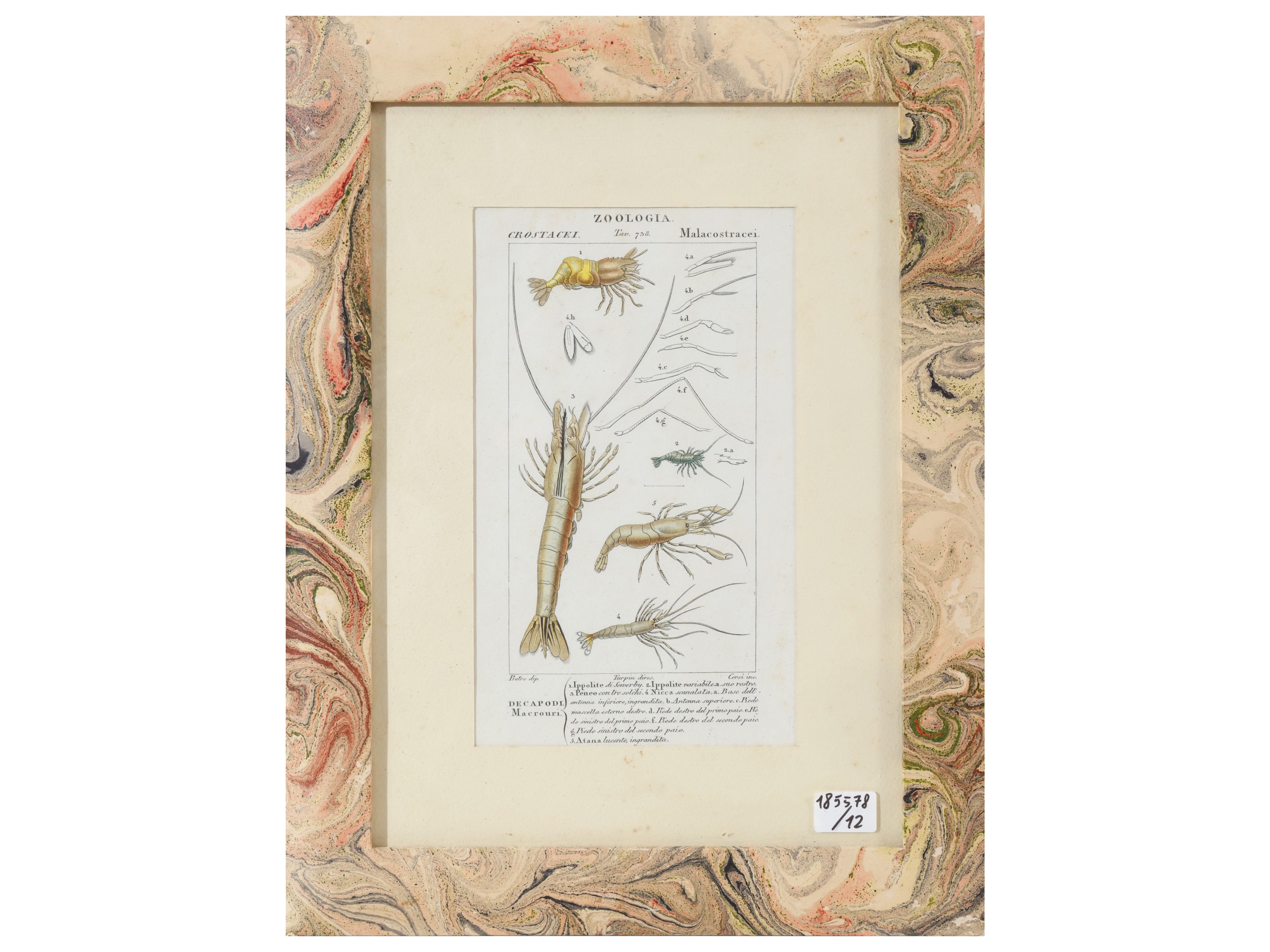 Jean-Gabriel Pretre, Tavole zoologiche da Dizionario di scienze naturali, Firenze 1837