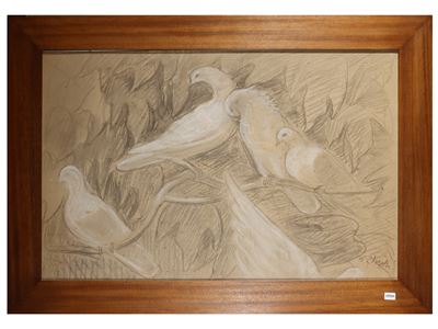Piccioni di casa