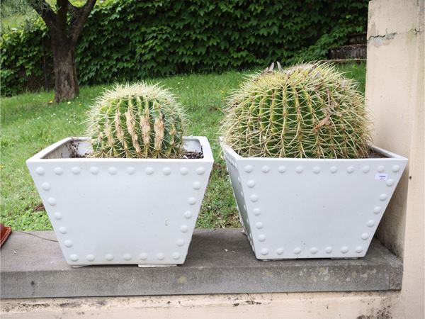 Two Echinocactus Grusonii plants