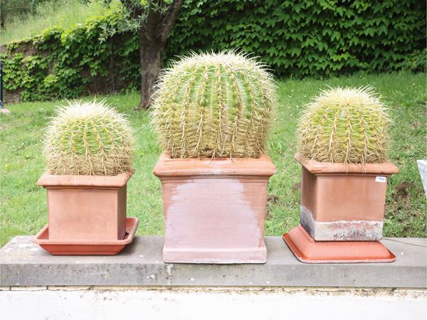 Tre piante di Echinocactus Grusonii
