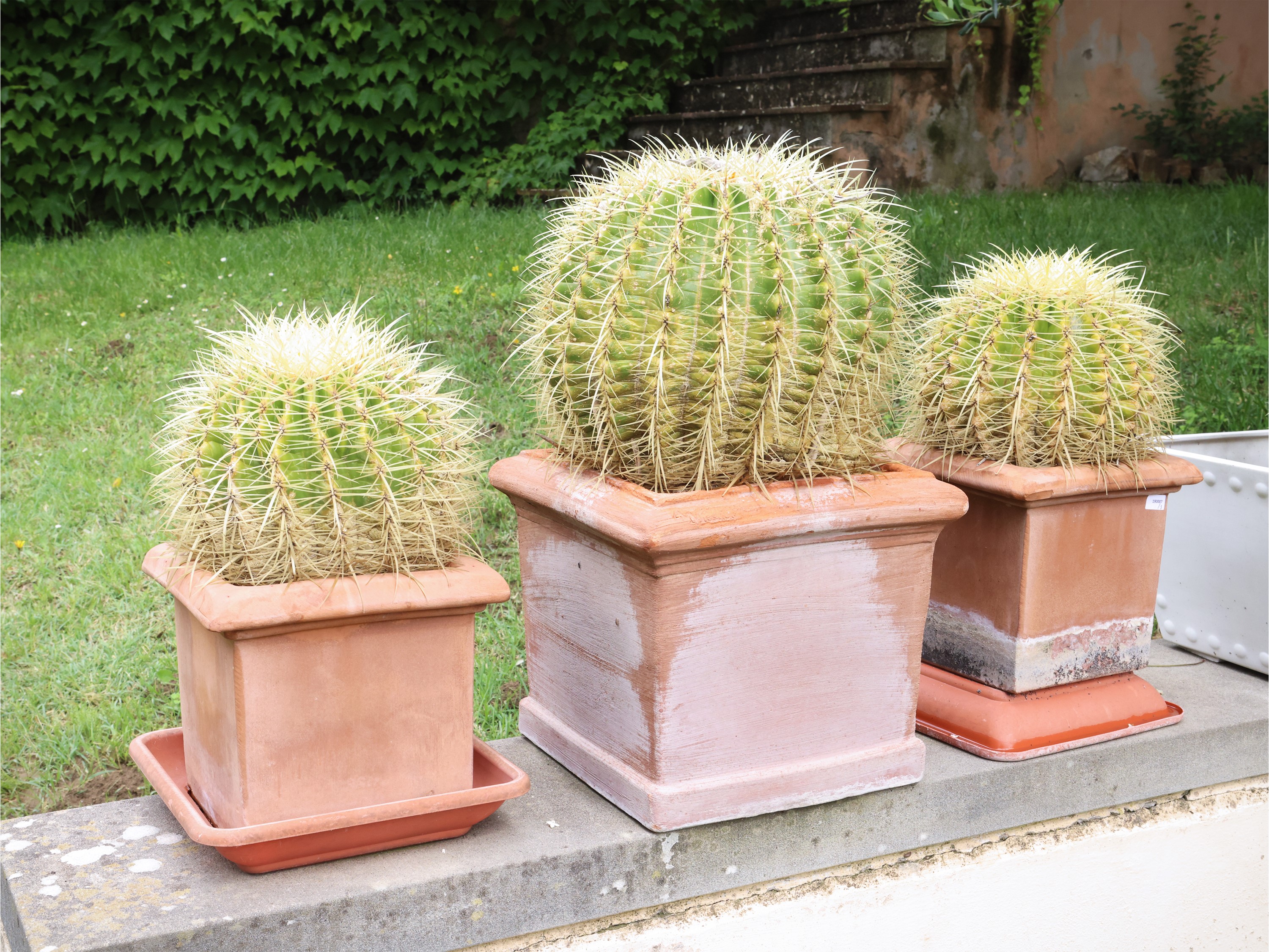 Tre Echinocactus grusonii, piante in vasi in terracotta