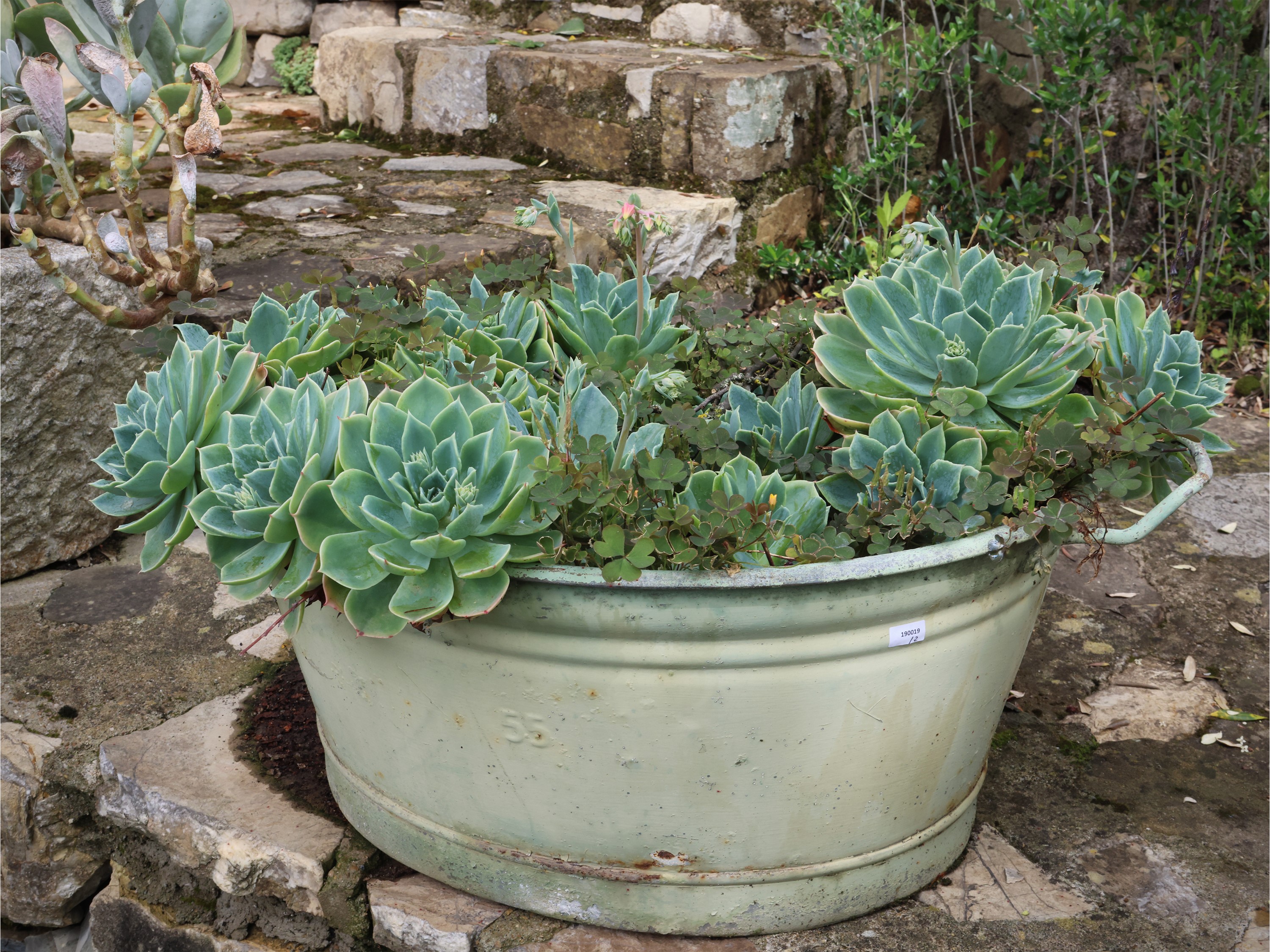 Arredi da giardino, cactus in ceramica bianca e pianta grassa in vaso in metallo laccato verde