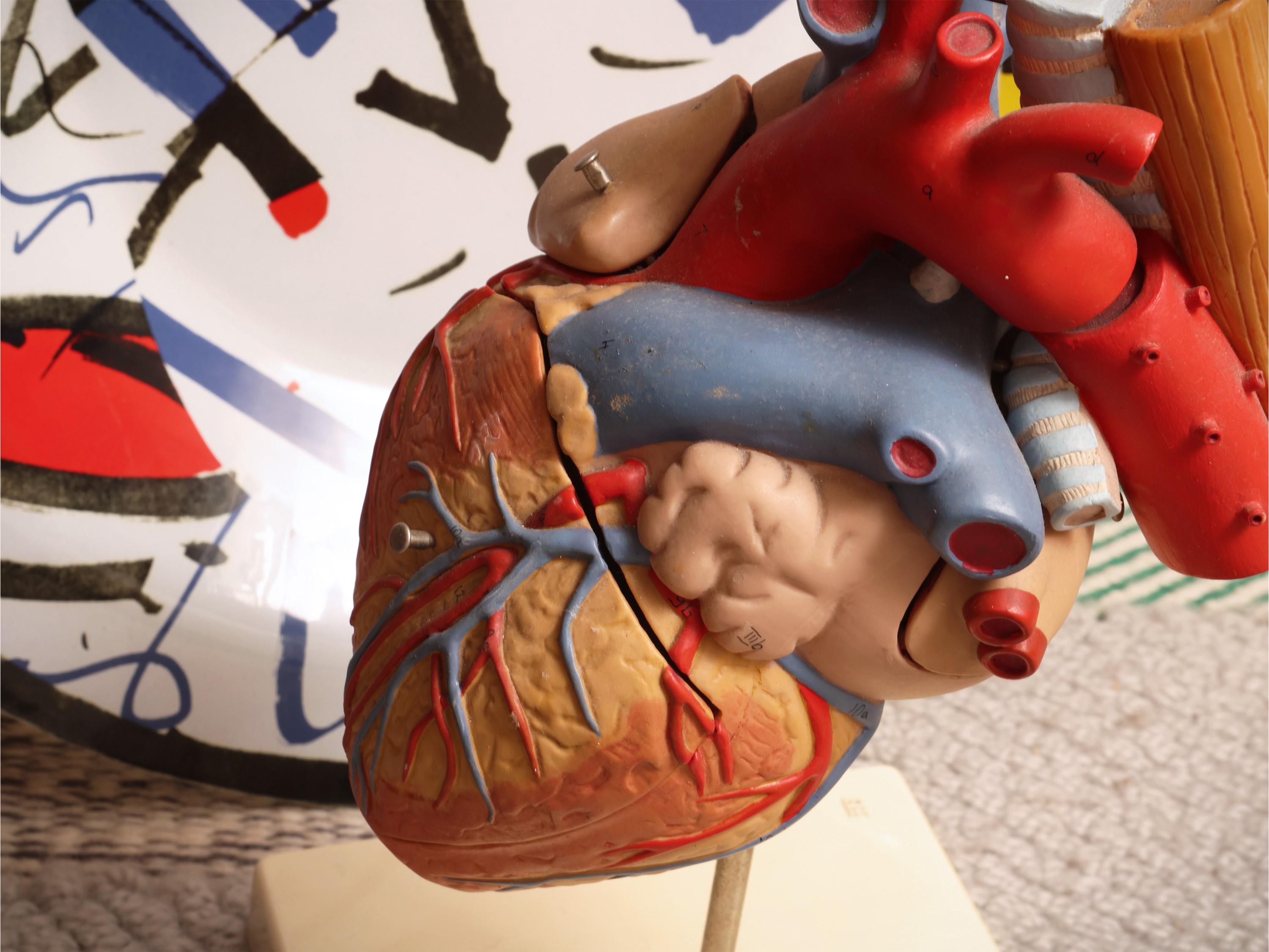 Curiosità, piatto in vetro Ritzenhoff con modello anatomico di cuore 3B, flaconi in ceramica a fo...
