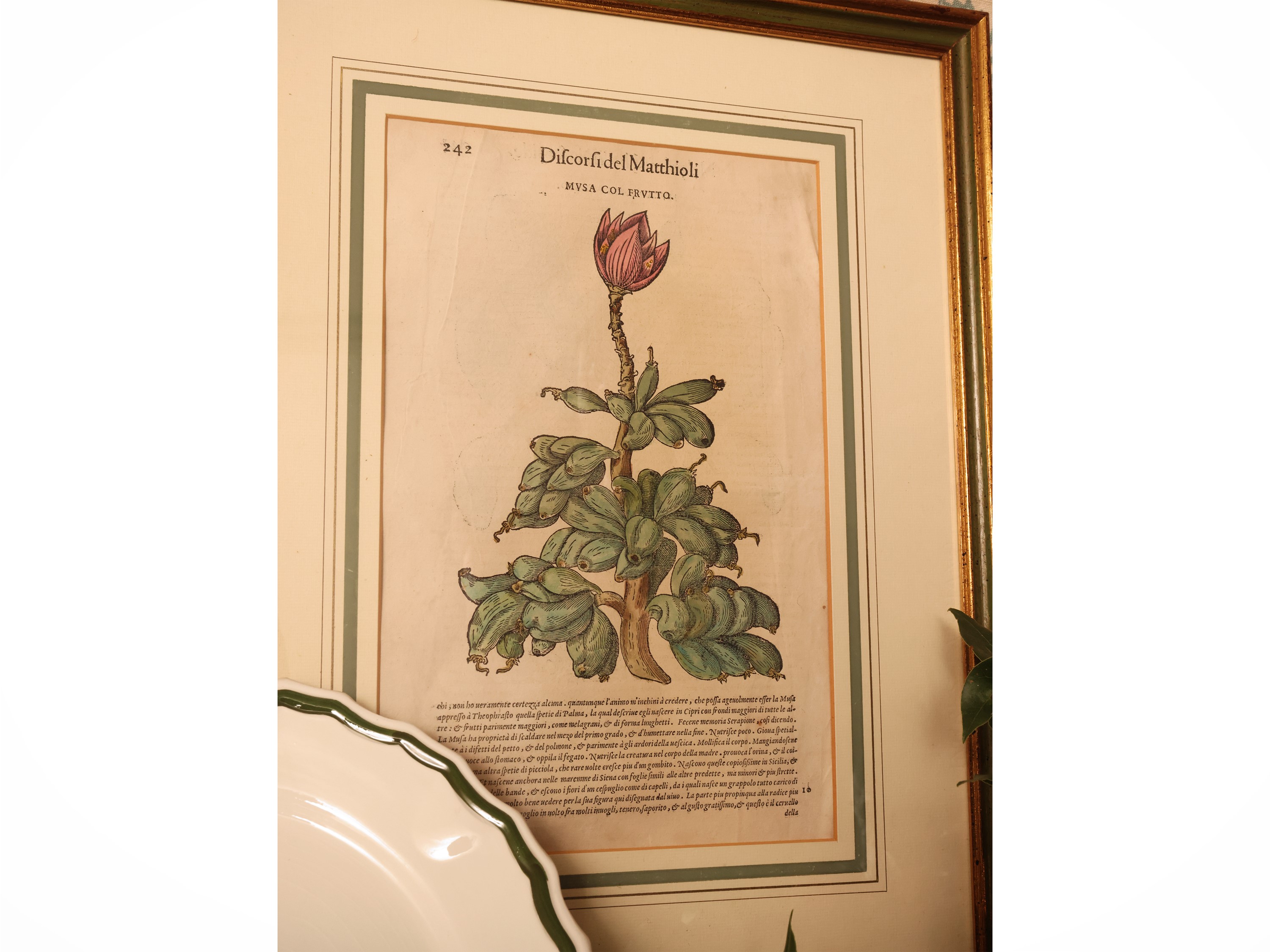 Pietro Andrea Matthioli, Discorsi (serie di 5 xilografie botaniche) e piatti decorativi in cerami...