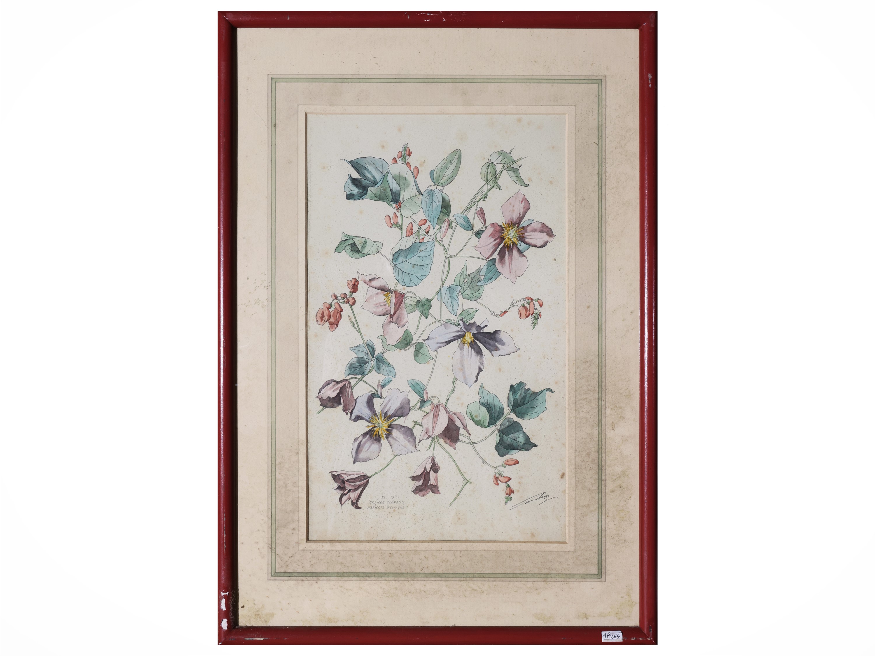 Raccolta di tavole botaniche, litografie e riproduzioni (XIX/XX secolo)