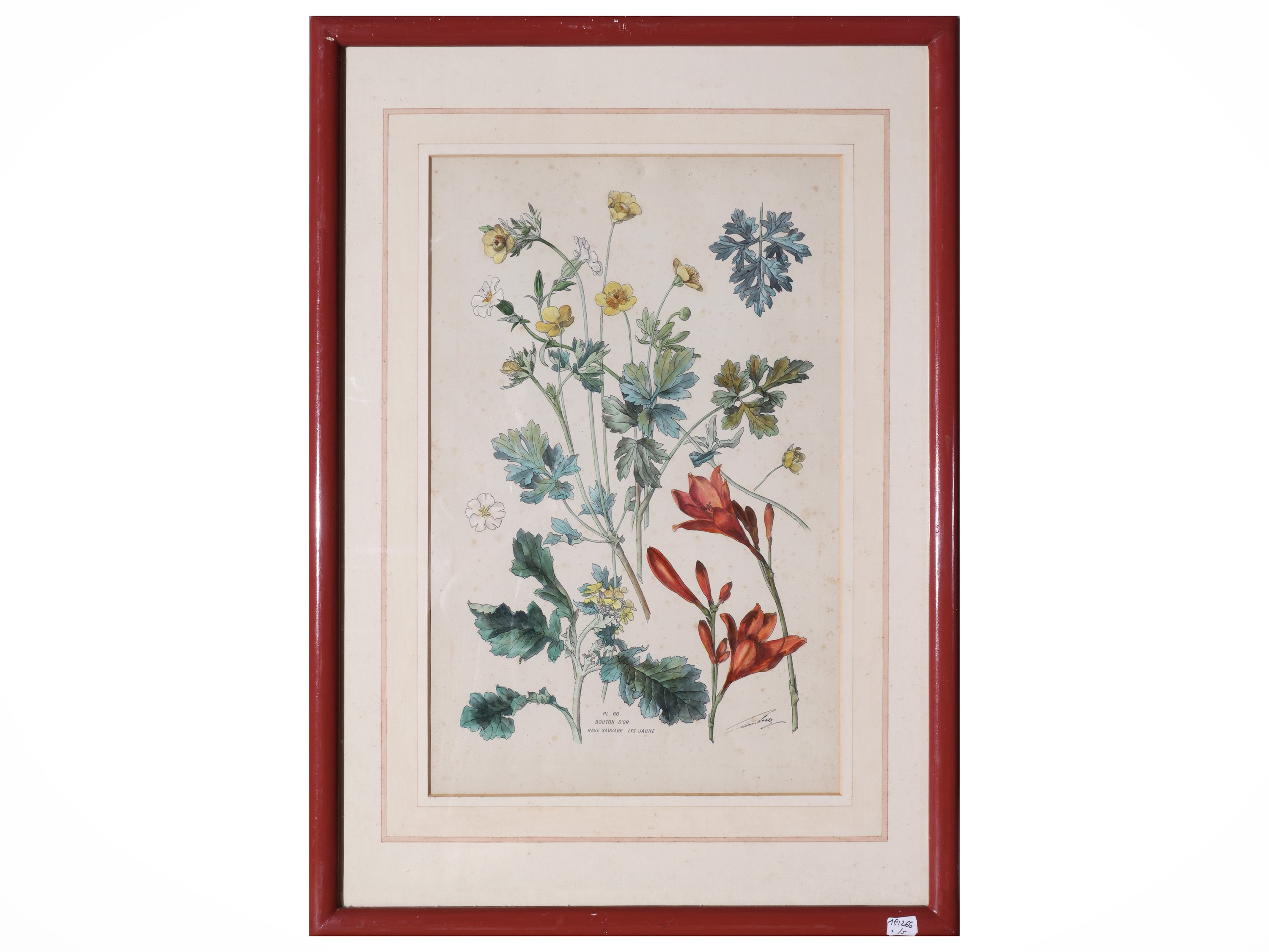 Raccolta di tavole botaniche, litografie e riproduzioni (XIX/XX secolo)