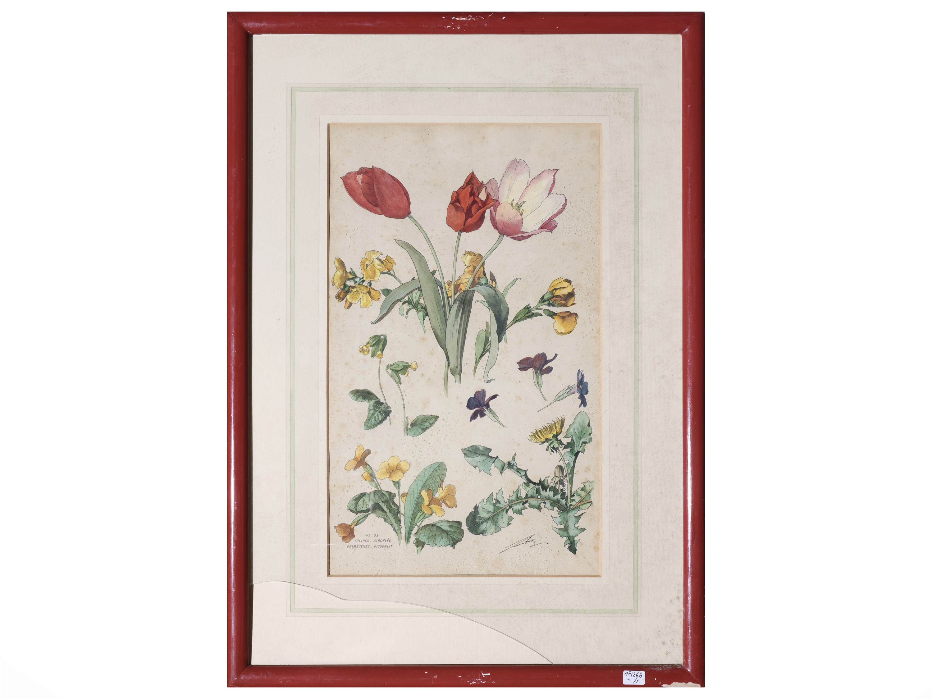 Raccolta di tavole botaniche, litografie e riproduzioni (XIX/XX secolo)