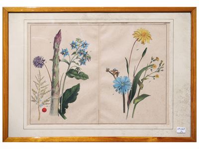 Tavole botaniche, quattro litografie con acquerellatura, fine del XIX secolo
