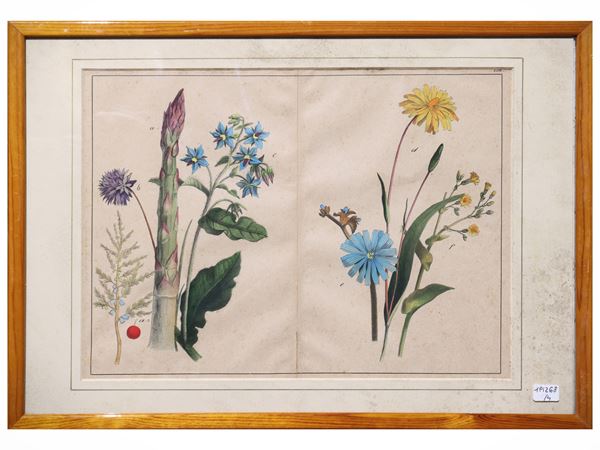 Tavole botaniche
