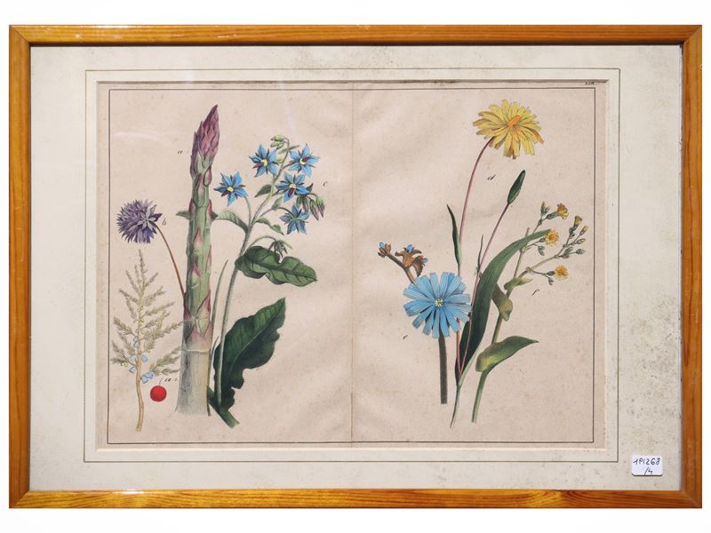 Tavole botaniche, quattro litografie con acquerellatura, fine del XIX secolo