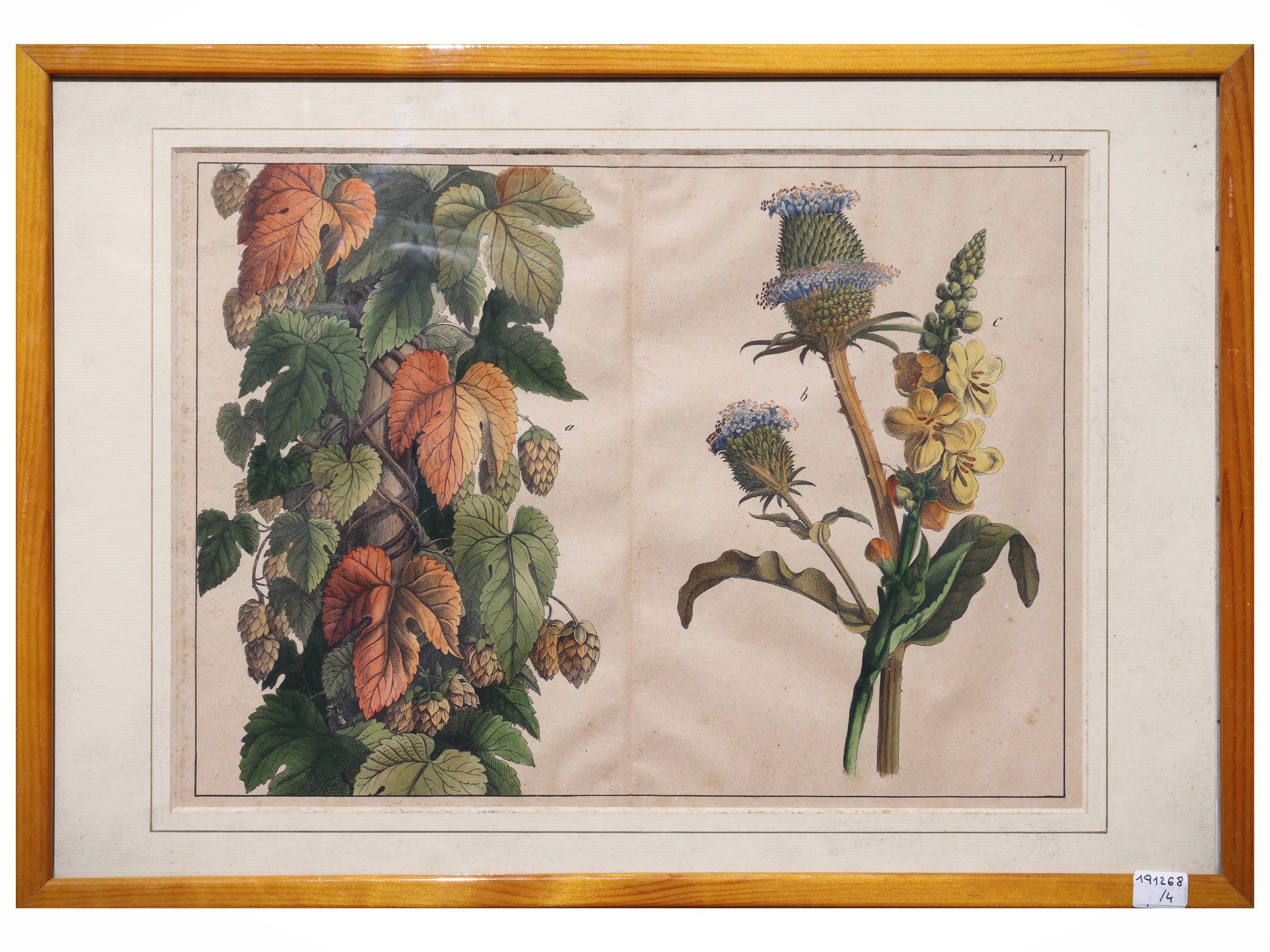 Tavole botaniche, quattro litografie con acquerellatura, fine del XIX secolo