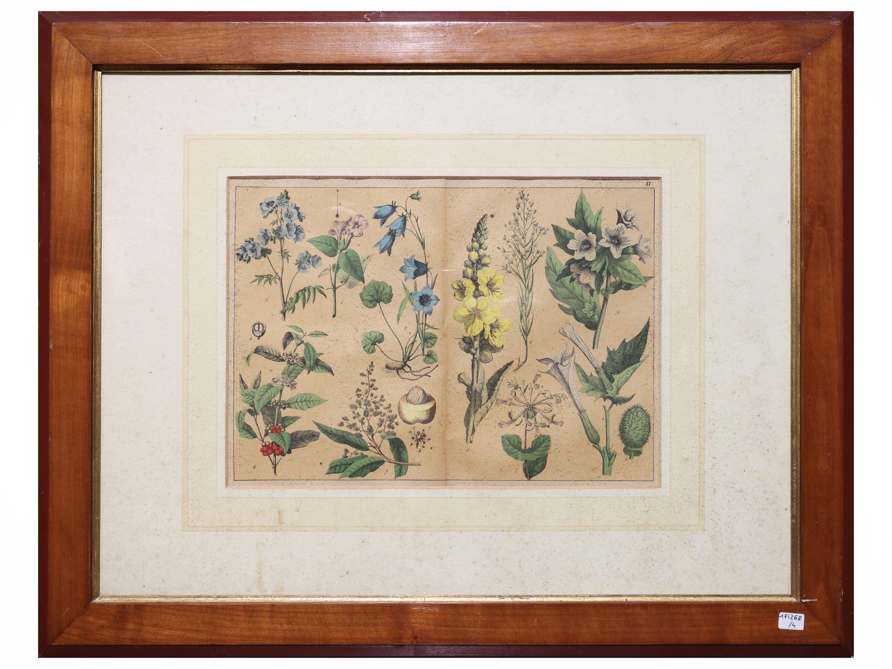 Tavole botaniche, quattro litografie con acquerellatura, fine del XIX secolo