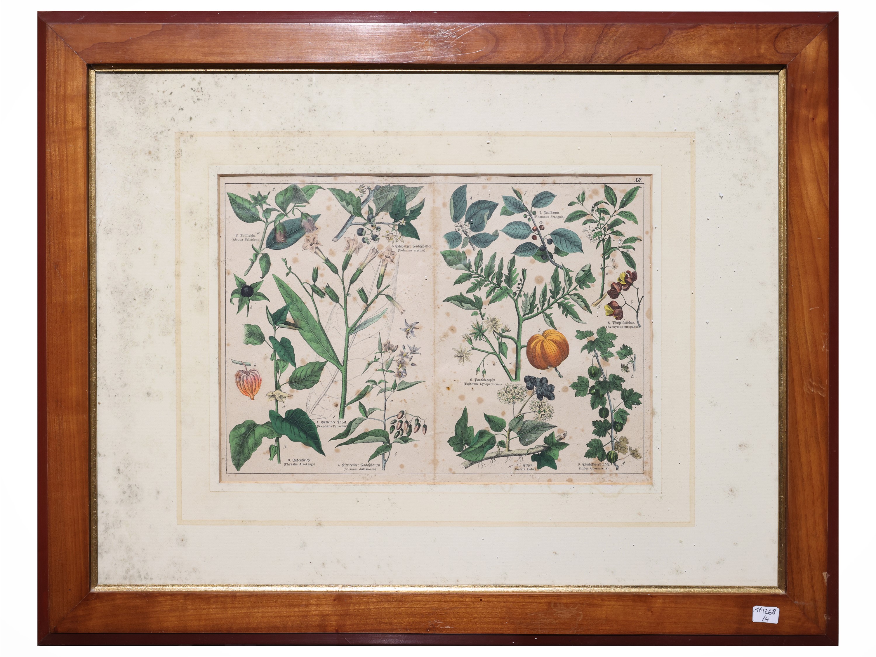 Tavole botaniche, quattro litografie con acquerellatura, fine del XIX secolo