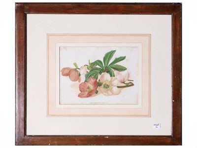 Raccolta di tavole botaniche, litografie e stampe in cornice, XIX/XX secolo