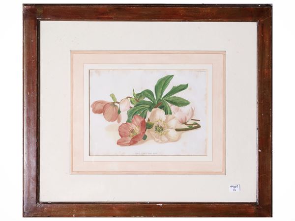Tavole botaniche