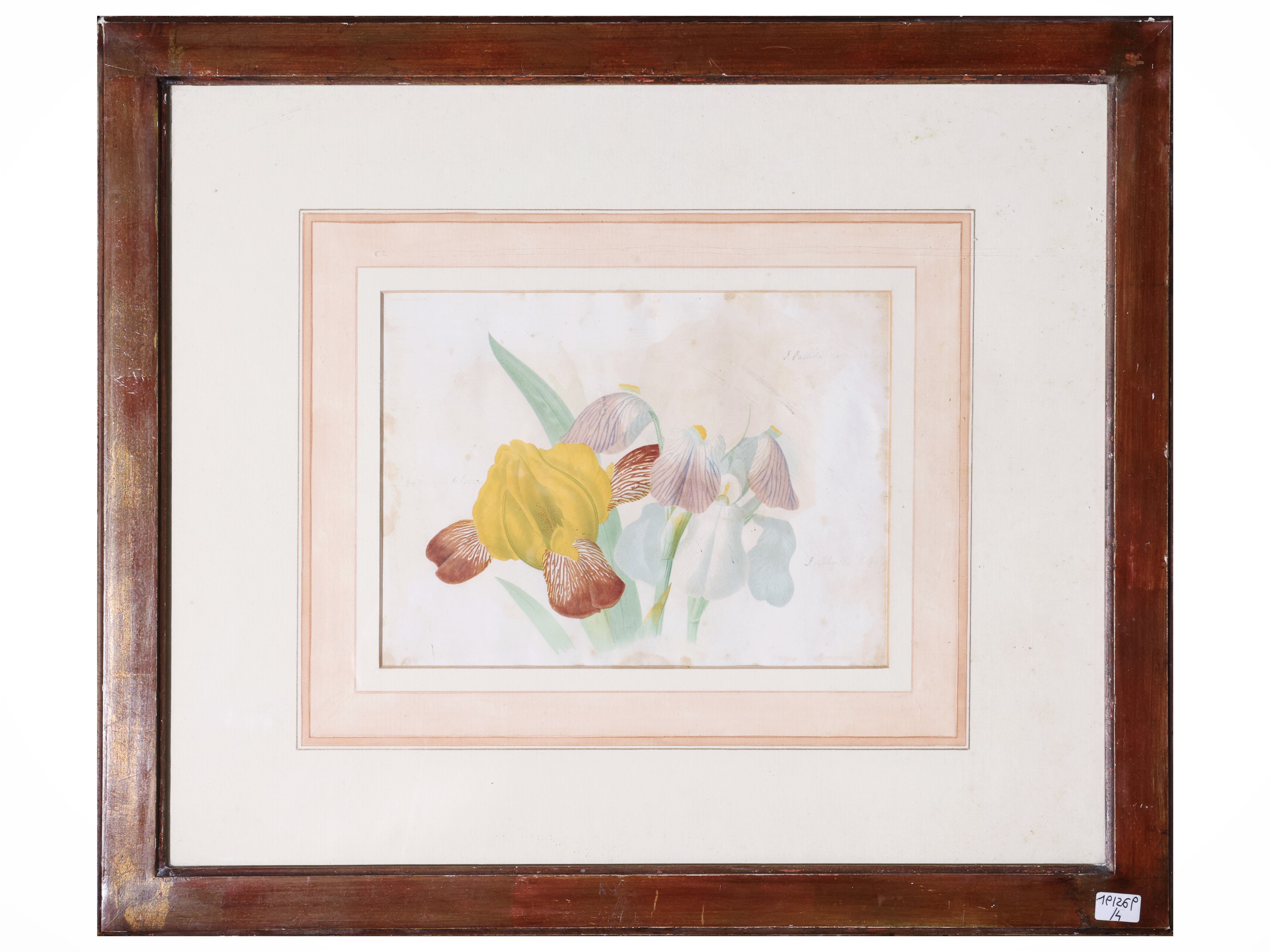 Raccolta di tavole botaniche, litografie e stampe in cornice, XIX/XX secolo