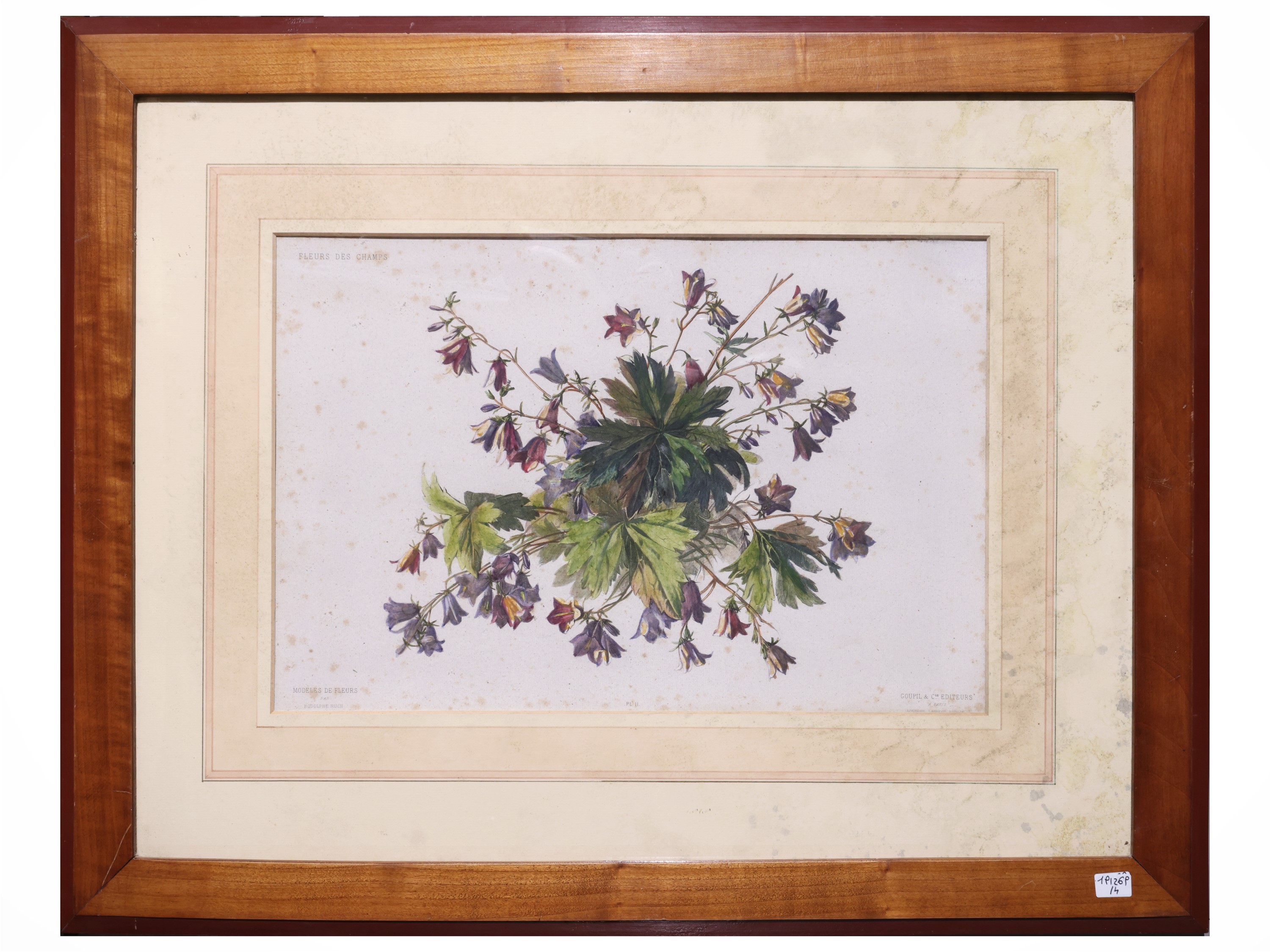 Raccolta di tavole botaniche, litografie e stampe in cornice, XIX/XX secolo