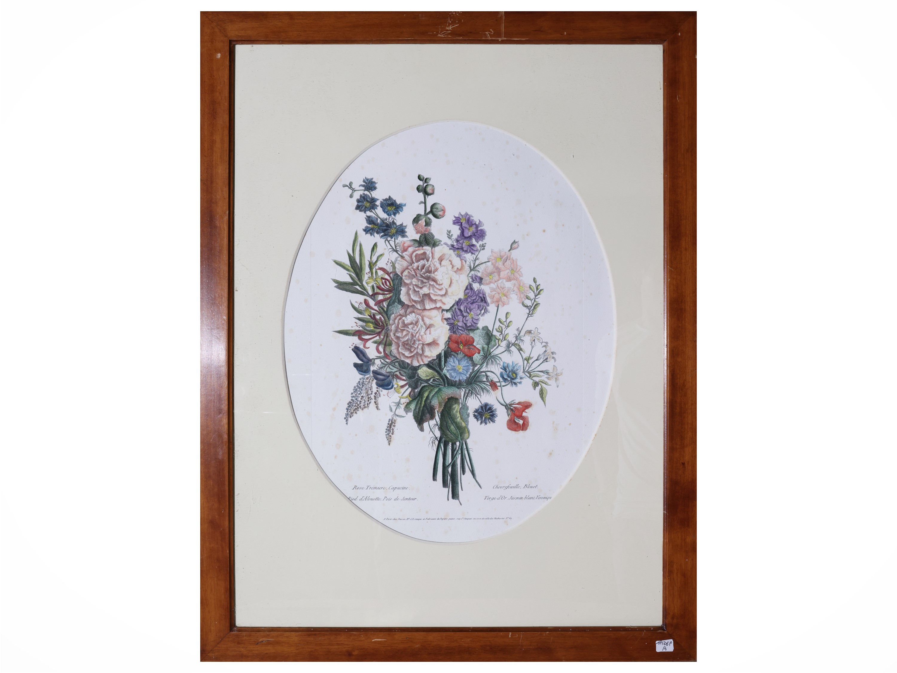 Raccolta di tavole botaniche, litografie e stampe in cornice, XIX/XX secolo