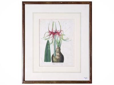 Raccolta di tavole botaniche, incisioni e litografie, XIX secolo (in cornice)