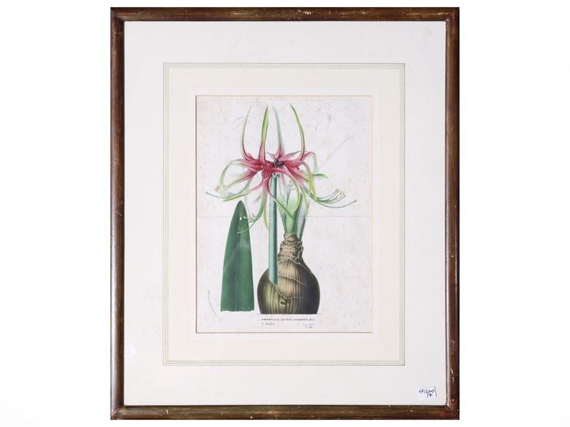 Raccolta di tavole botaniche, incisioni e litografie, XIX secolo (in cornice)