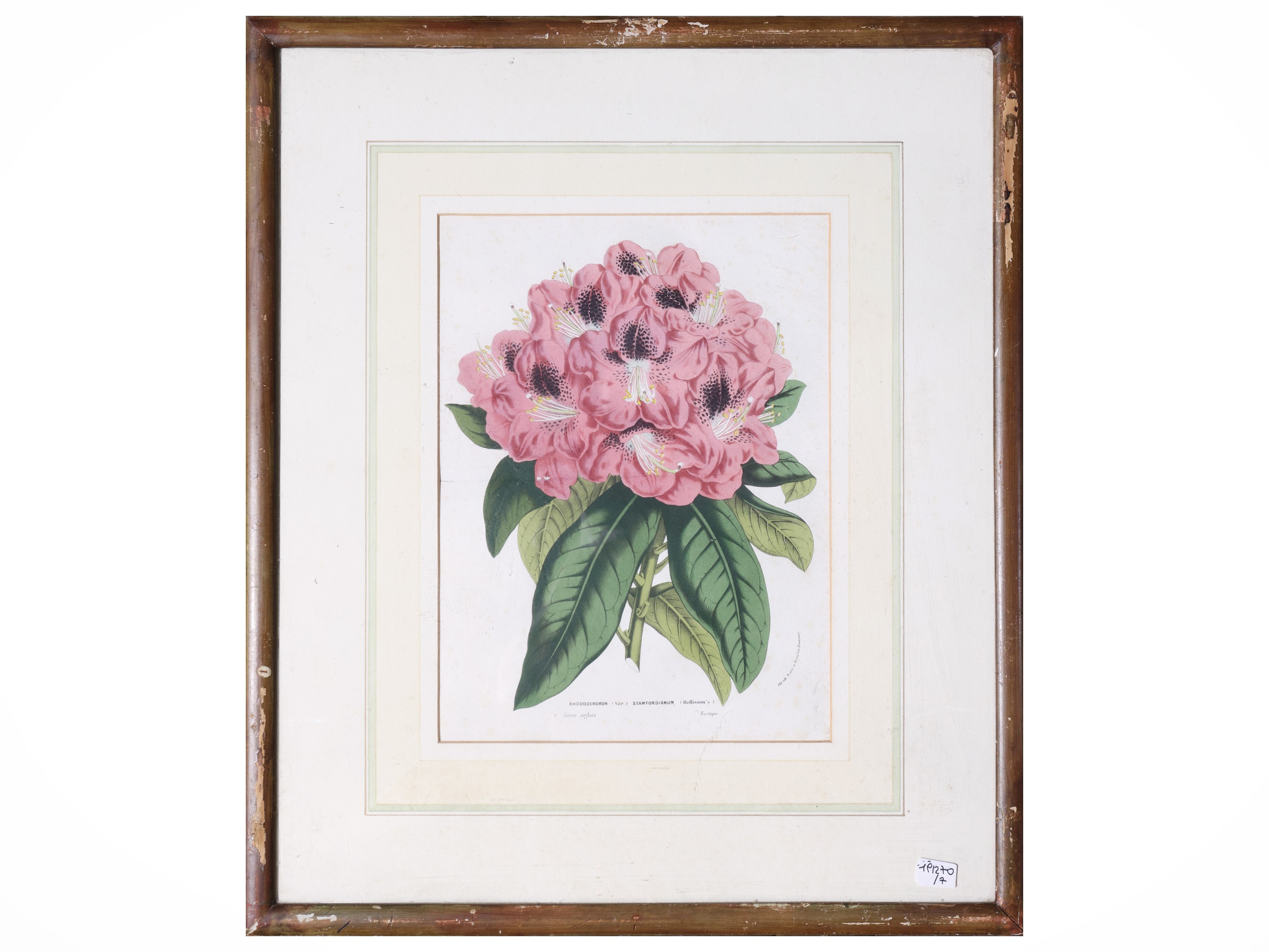 Raccolta di tavole botaniche, incisioni e litografie, XIX secolo (in cornice)