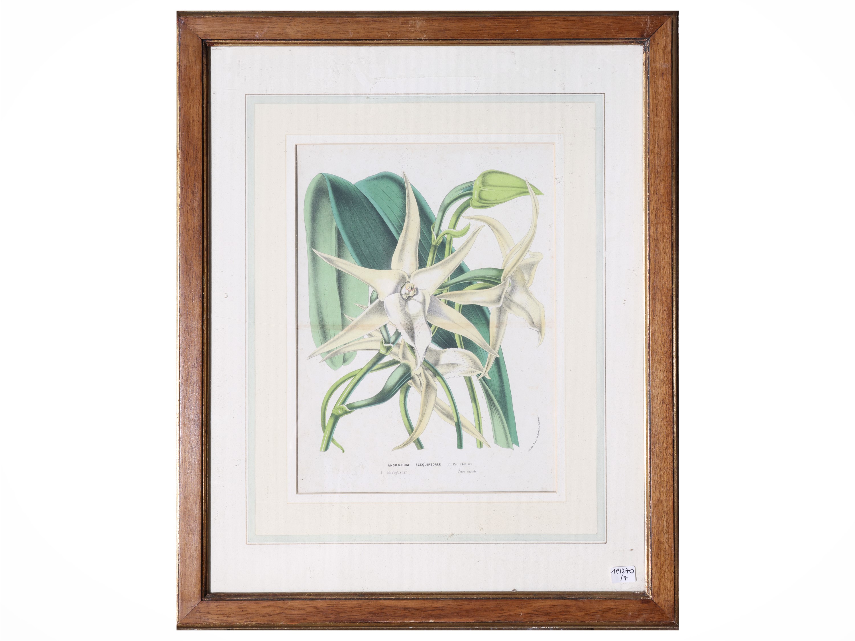 Raccolta di tavole botaniche, incisioni e litografie, XIX secolo (in cornice)