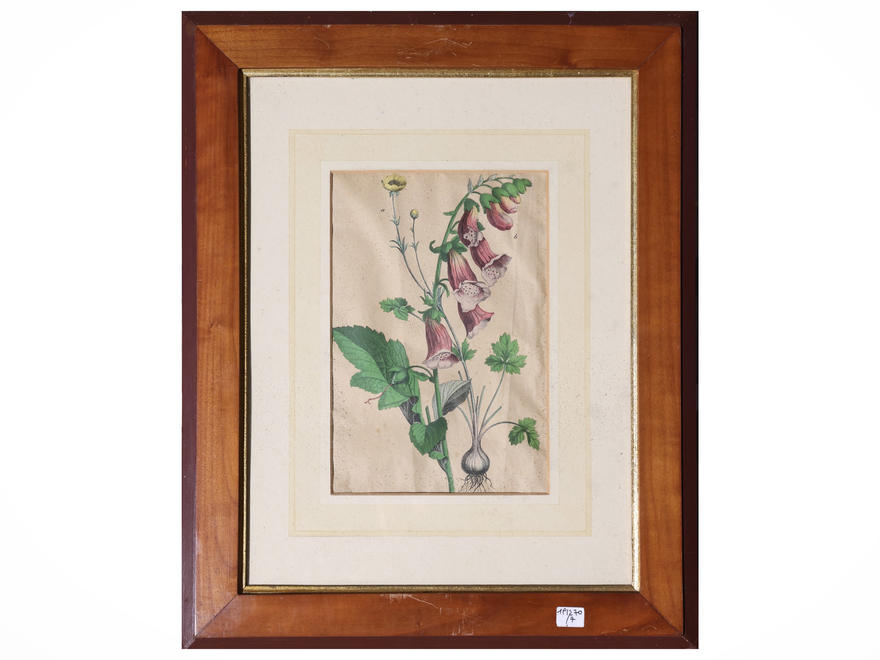 Raccolta di tavole botaniche, incisioni e litografie, XIX secolo (in cornice)