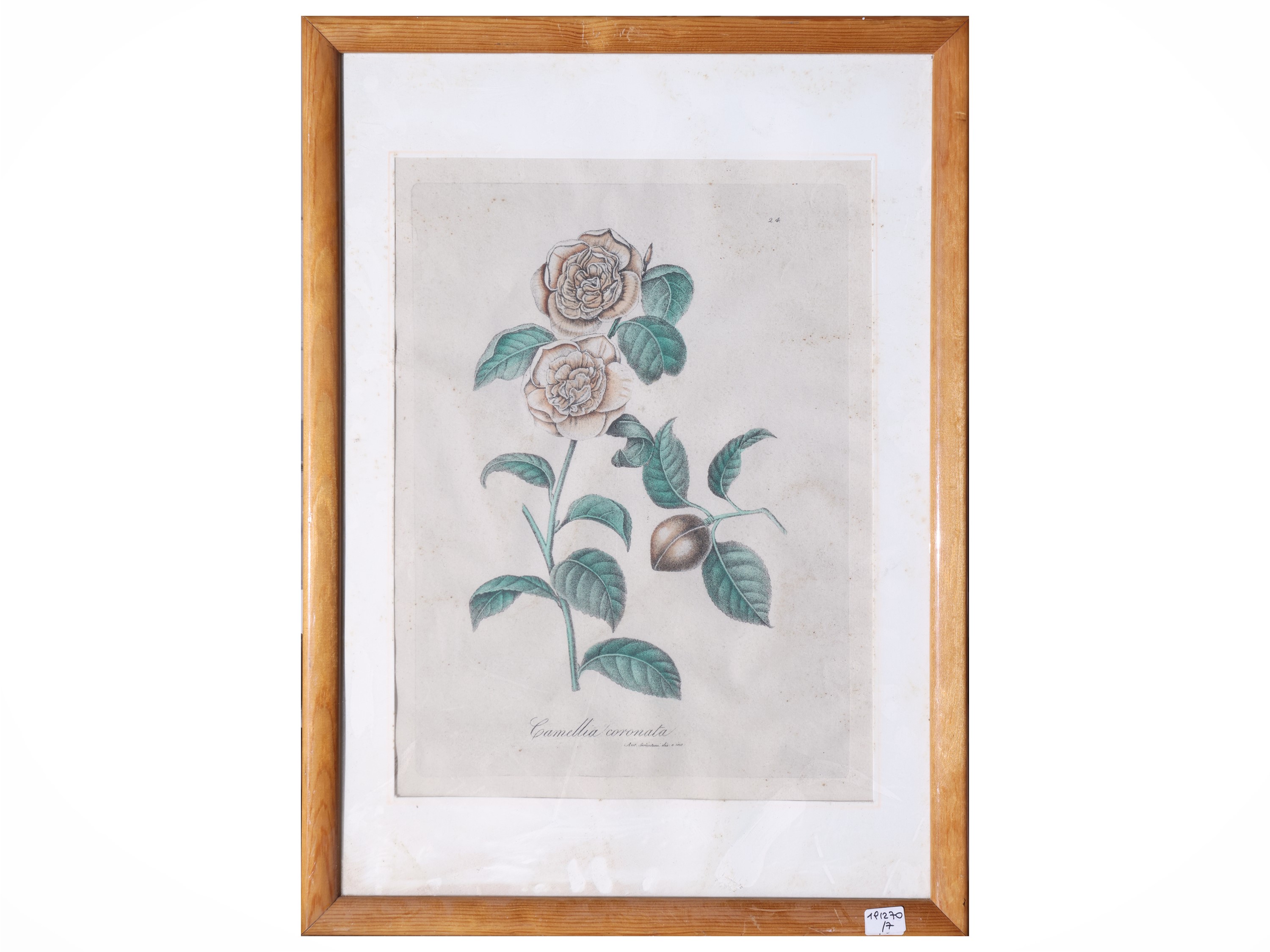 Raccolta di tavole botaniche, incisioni e litografie, XIX secolo (in cornice)
