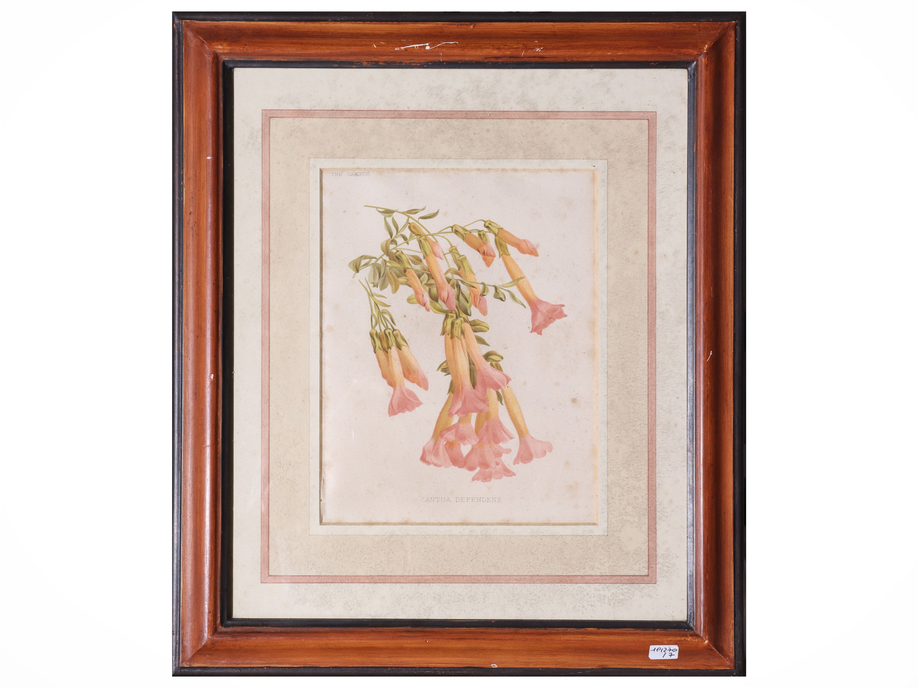 Raccolta di tavole botaniche, incisioni e litografie, XIX secolo (in cornice)