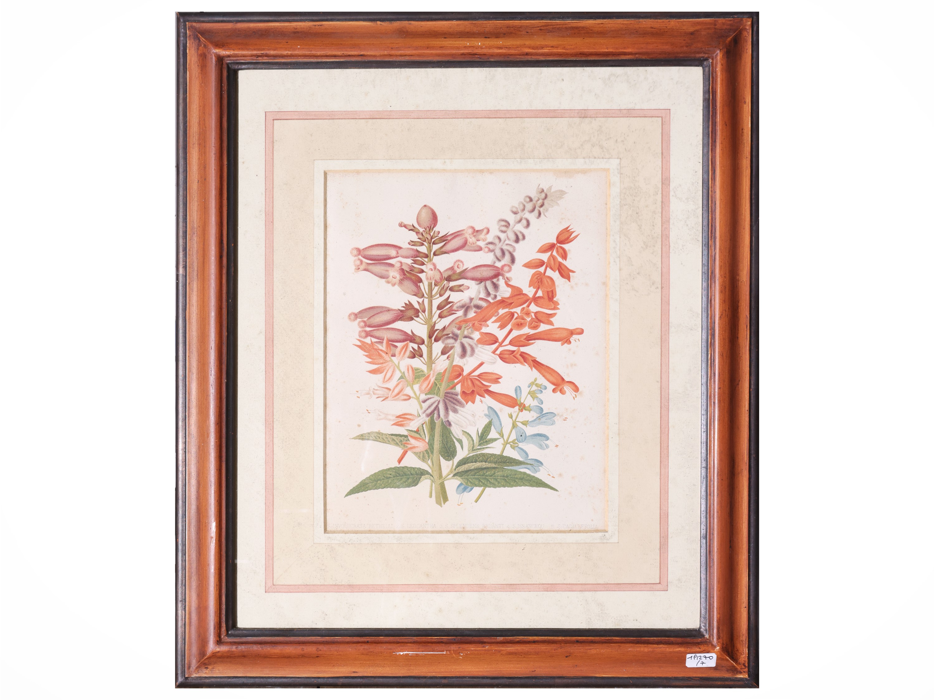 Raccolta di tavole botaniche, incisioni e litografie, XIX secolo (in cornice)