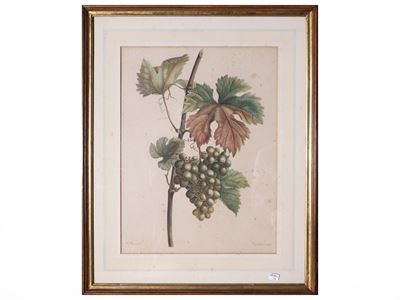 Pancrace Bessa, Tralcio di vite e ramo di mele cotogne (da Pancrace Bessa), due litografie con ac...