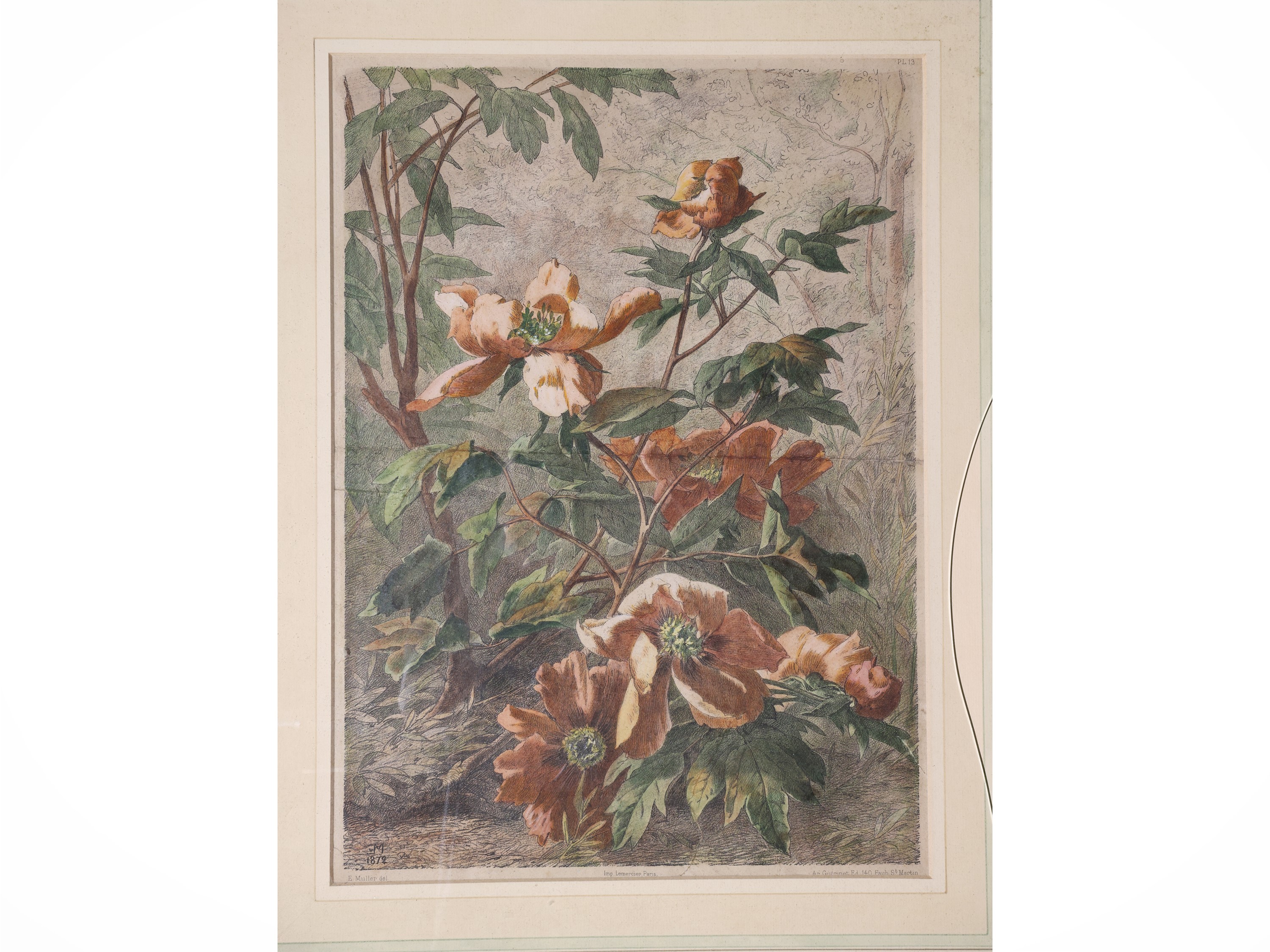 Eduard Müller, Fiori e natura morta con frutta (quattro litografie con acquerellatura, seconda me...
