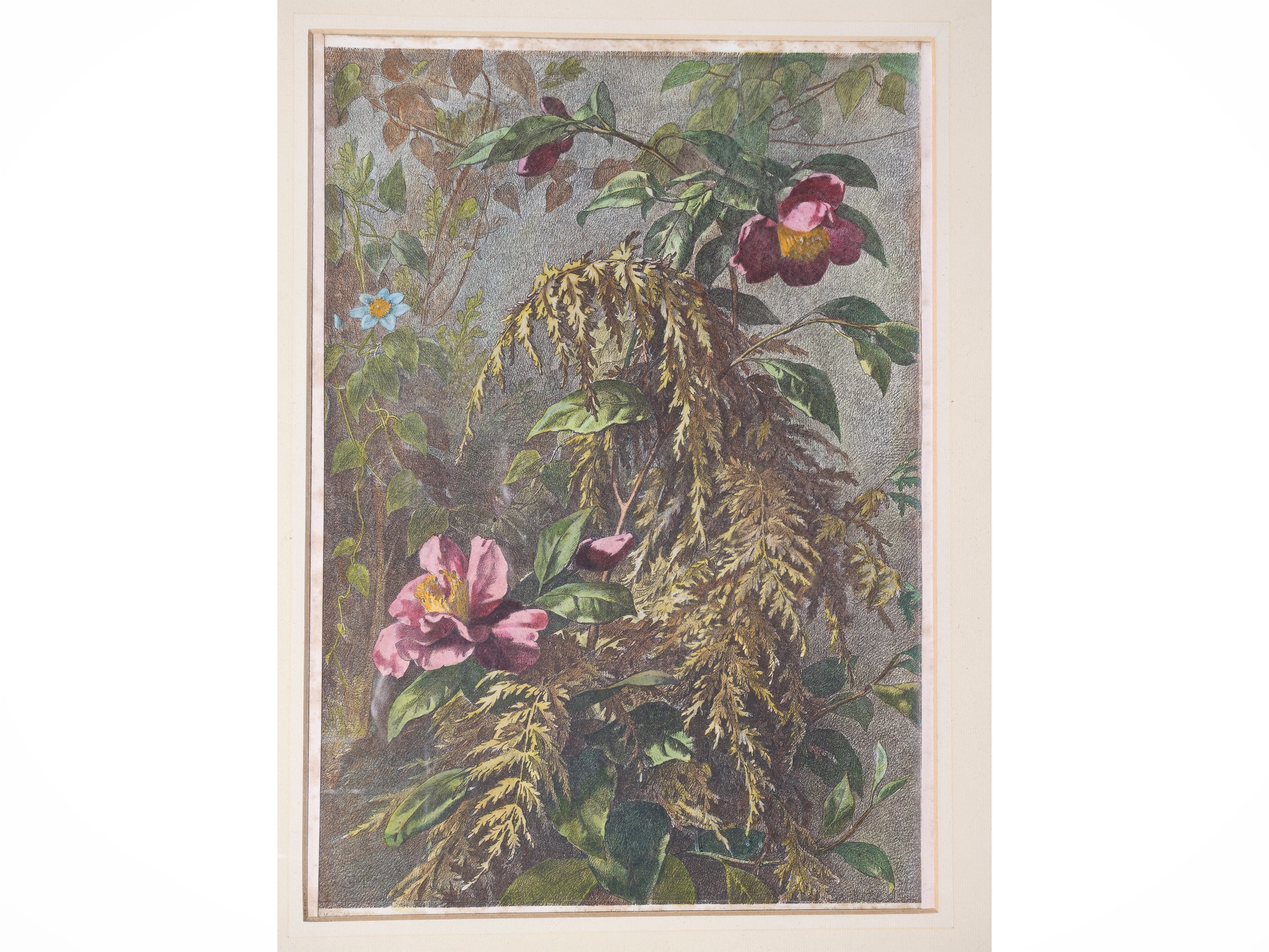 Eduard Müller, Fiori e natura morta con frutta (quattro litografie con acquerellatura, seconda me...