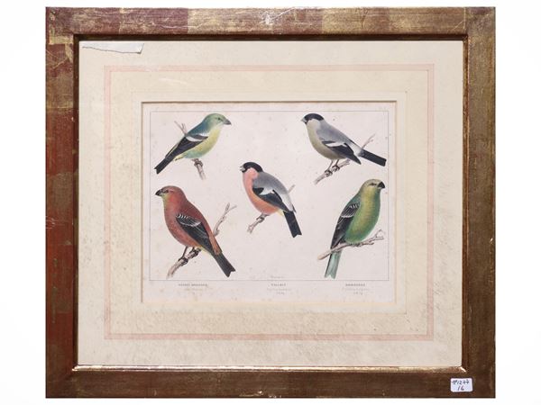 Insects and birds