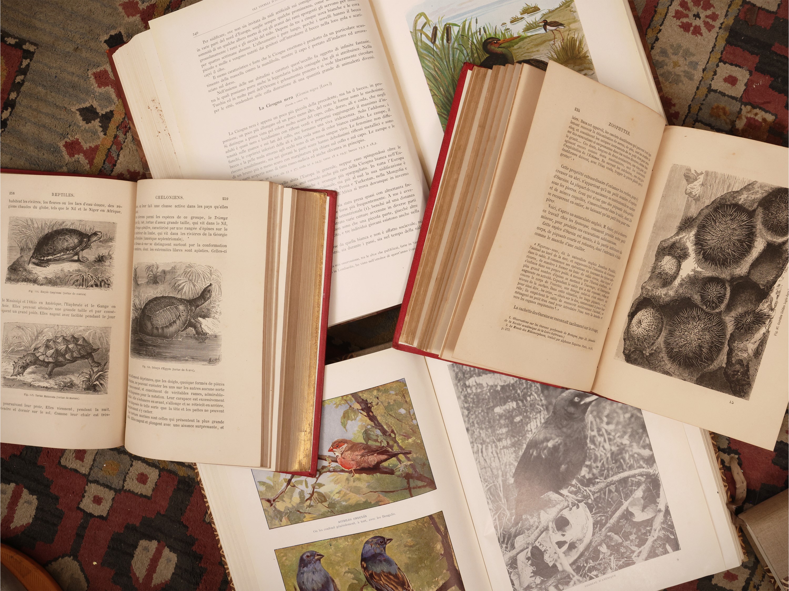 Libri illustrati su animali, tre raccolte in più volumi (XIX–XX secolo)